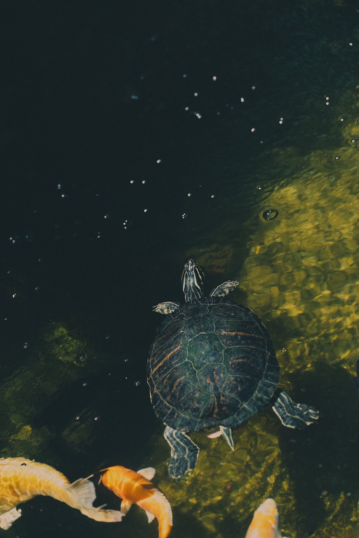 A turtle dives beneath the clear water surface