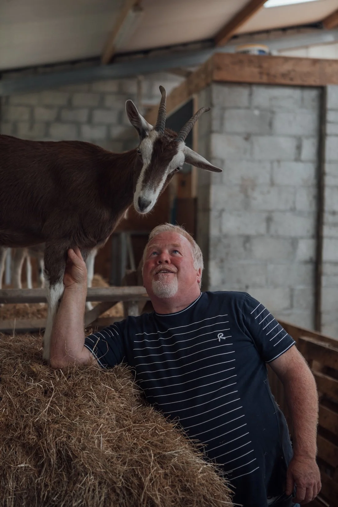 A local cheesemaker smiled up at his goat, who is standing atop a pile of hay in a stone barn.