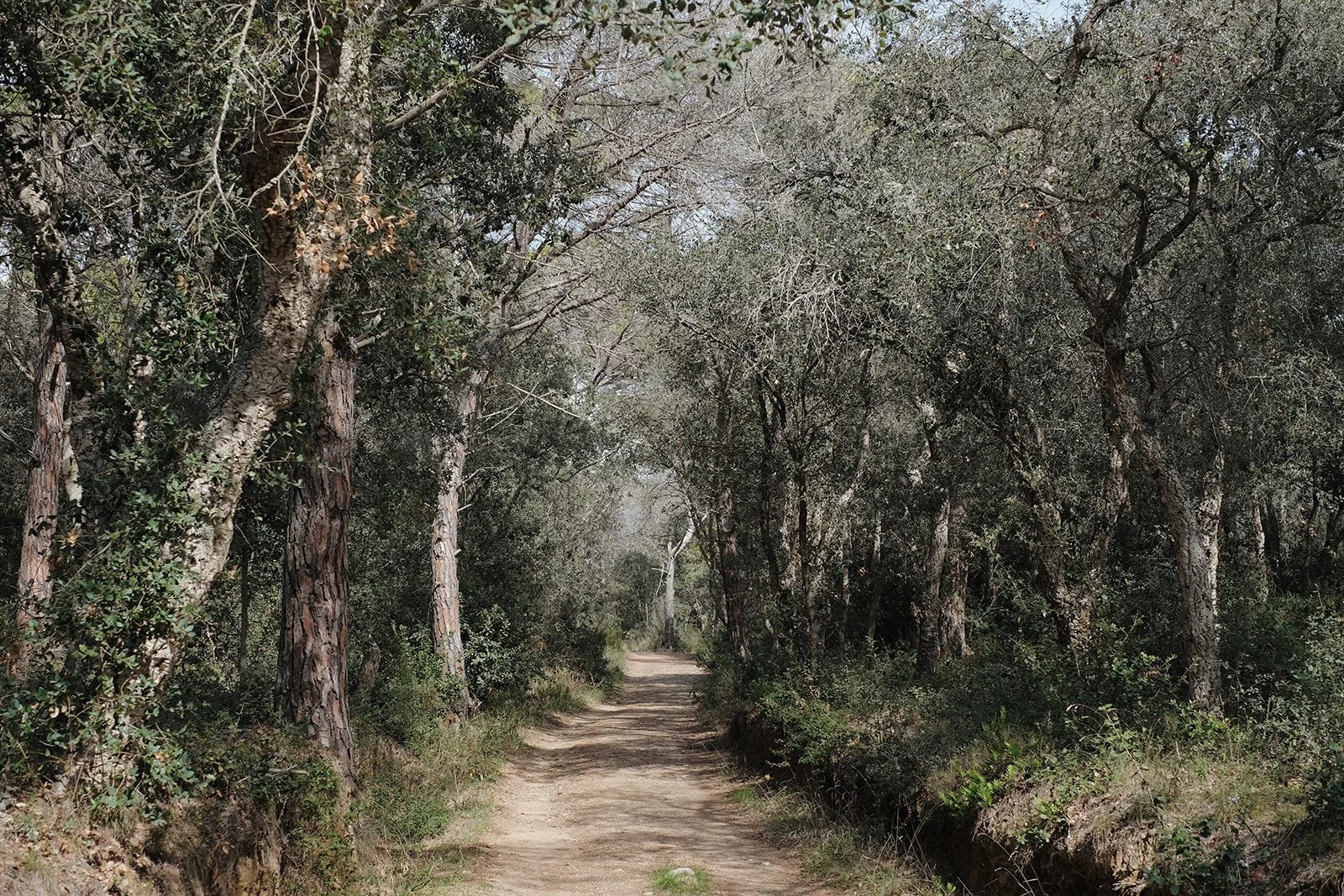 A tree-lined dirt road in Spain's Costa Brava