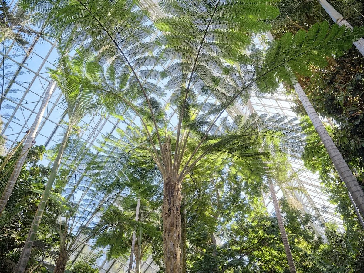 Looking up towards towering palm and the glass ceiling of a plant glasshouse