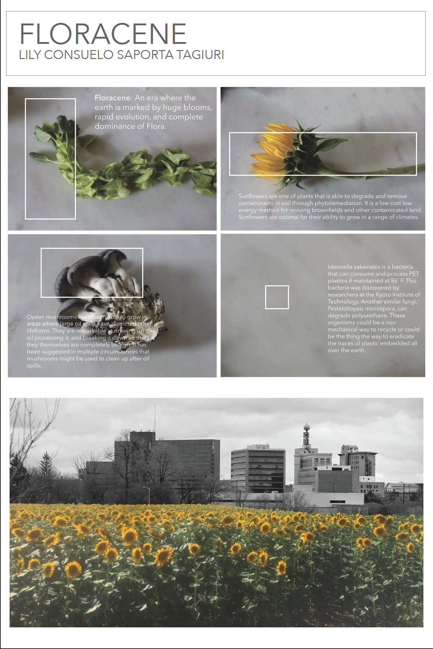 Floracence Lily Consuelo Saporta Tagiuri This project is designed to question how we might contend with the material consequences of production and pollution. It calls into question anthropocentric tendencies to control and dominate and provides an alternative vision of our future in which we collaborate with plants and relinquish some of our power to other species. Unbiased by social stigmas, perhaps leaving it to the plants is the best way to insure democratic access to clean land and water.