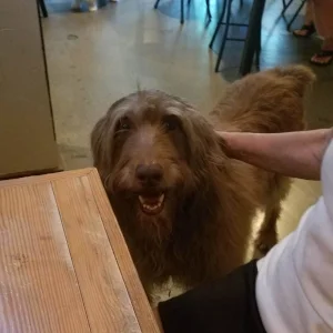 Enzo