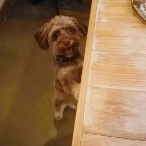 Walter J Dog