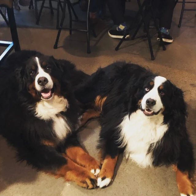 Bella & Lilly
