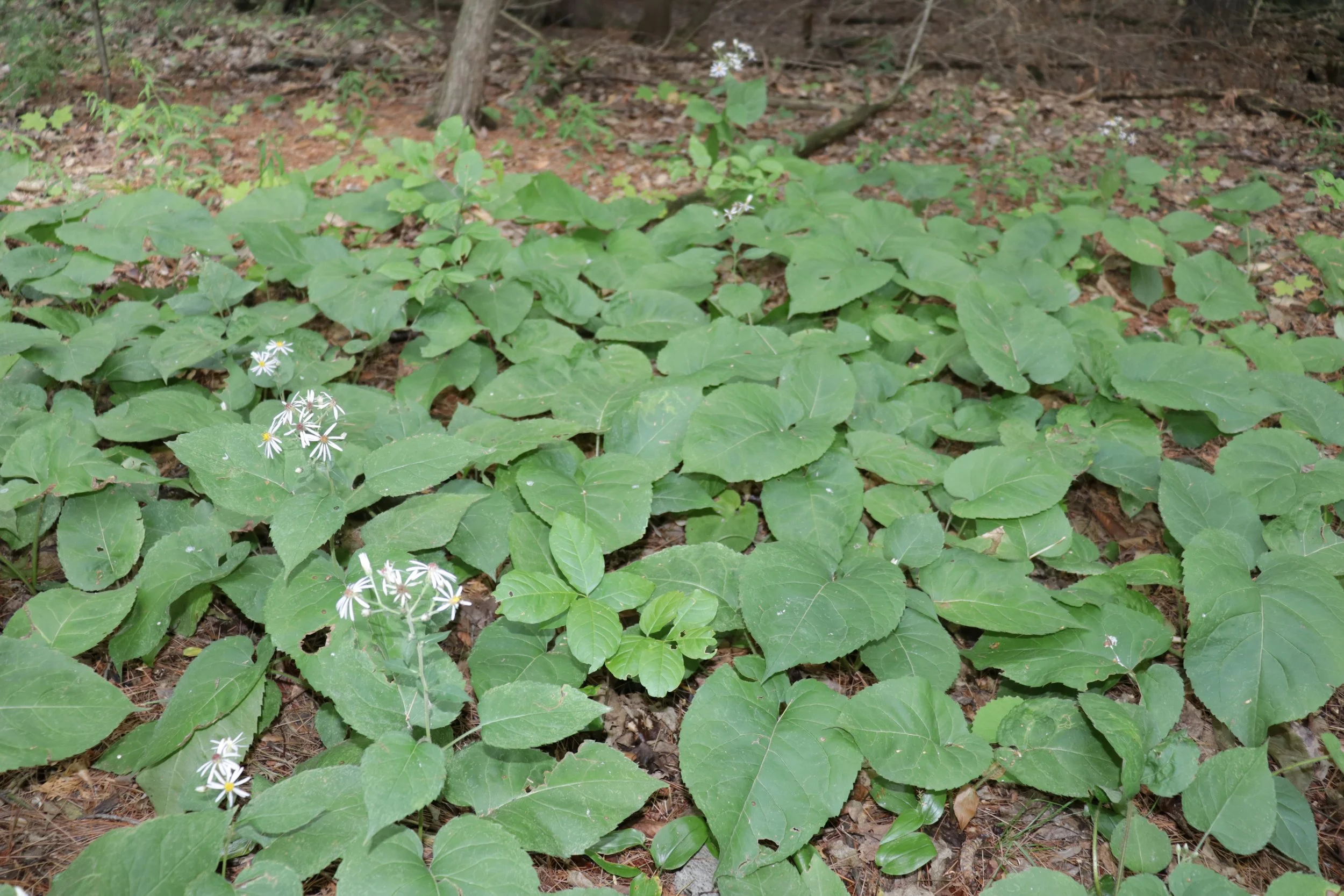 Native Asters for Ontario Gardens | In Our Nature — In Our Nature