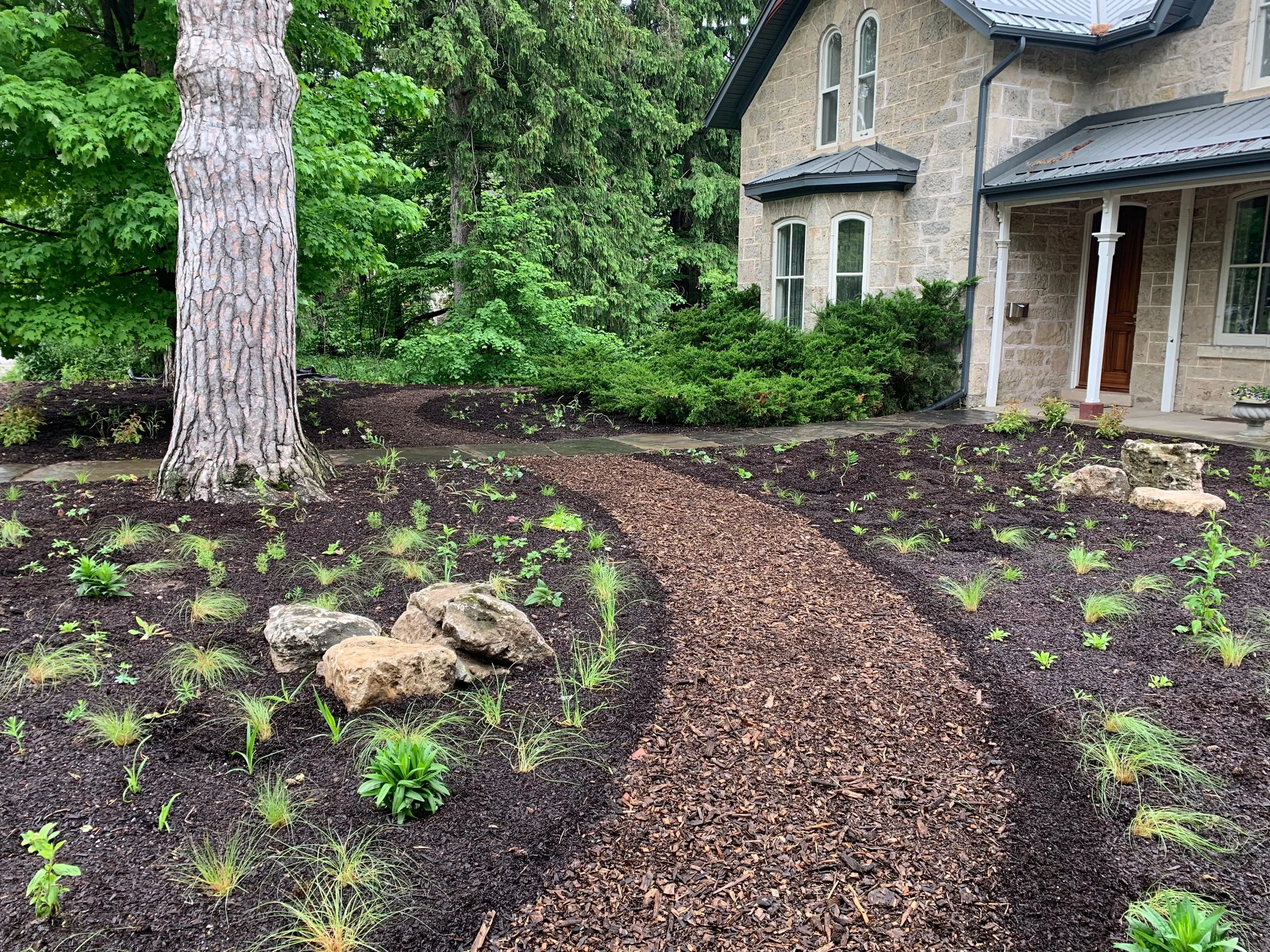 A Native Front Yard for a Historic Home