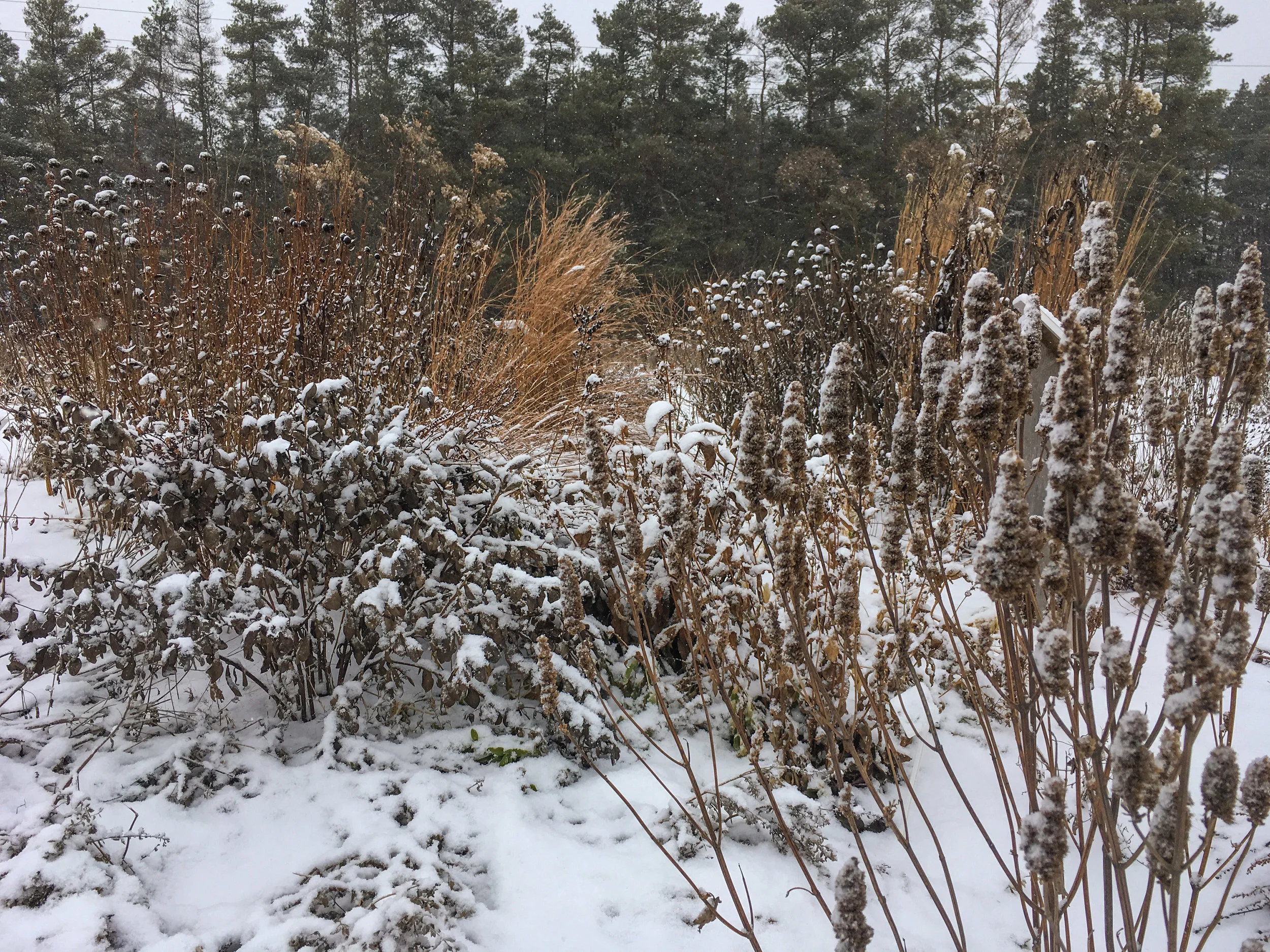 Standing plants provide important shelter for over-wintering pollinators