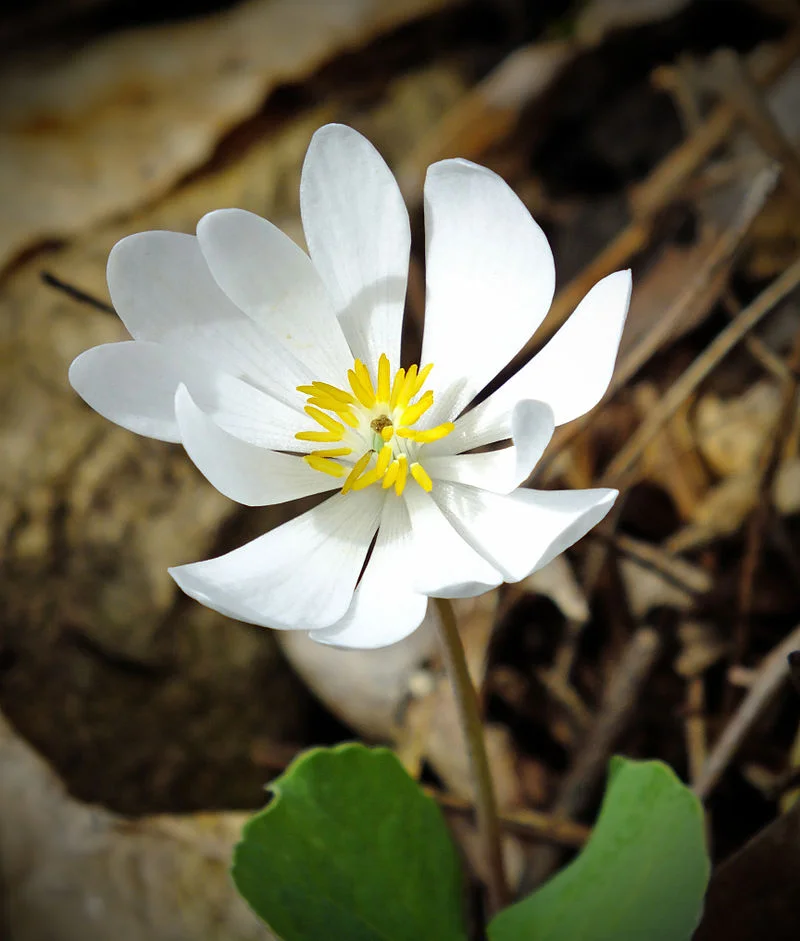 Sanguinaria_canadensis_William_Penn_State_Forest.jpg