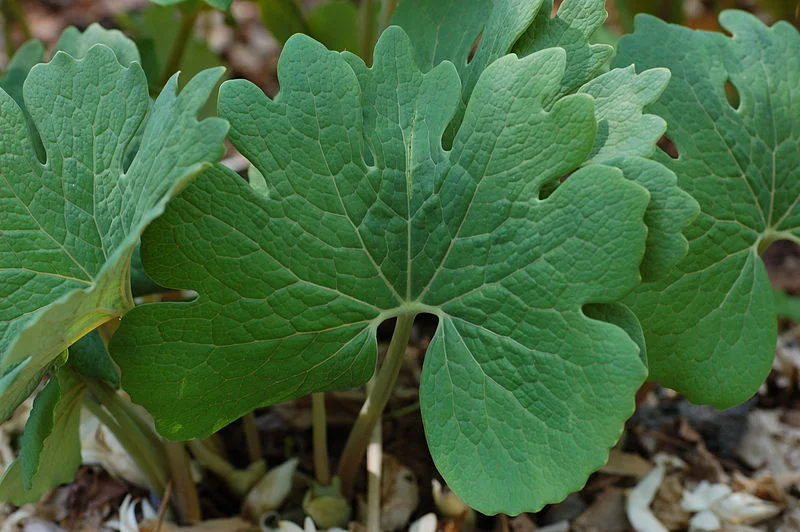 800px-Bloodroot_Sanguinaria_canadensis_Leaf_3008px.jpg