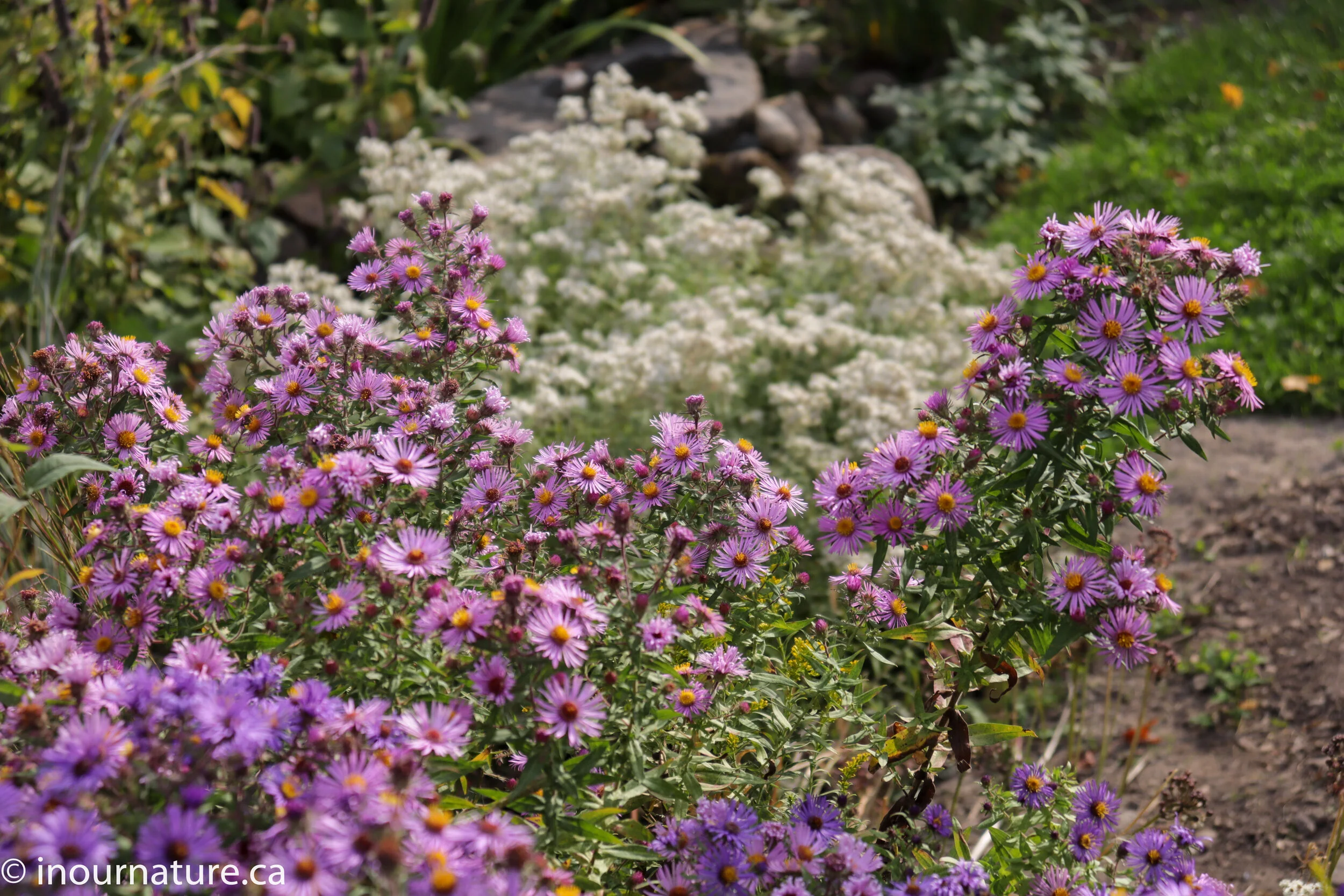 Native Asters for Ontario Gardens In Our Nature — In Our Nature