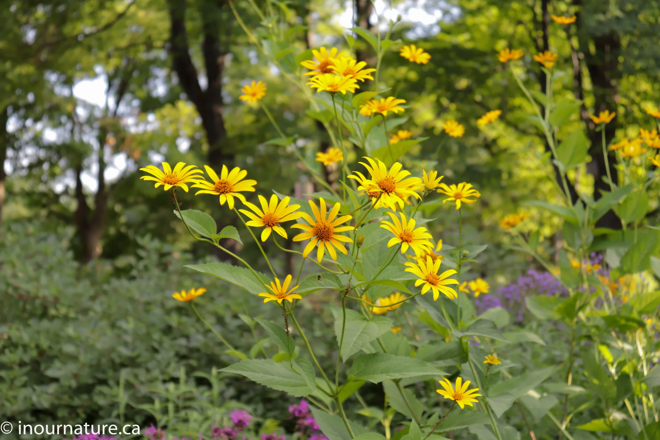 Native Sunflowers of Ontario In Our Nature — In Our Nature