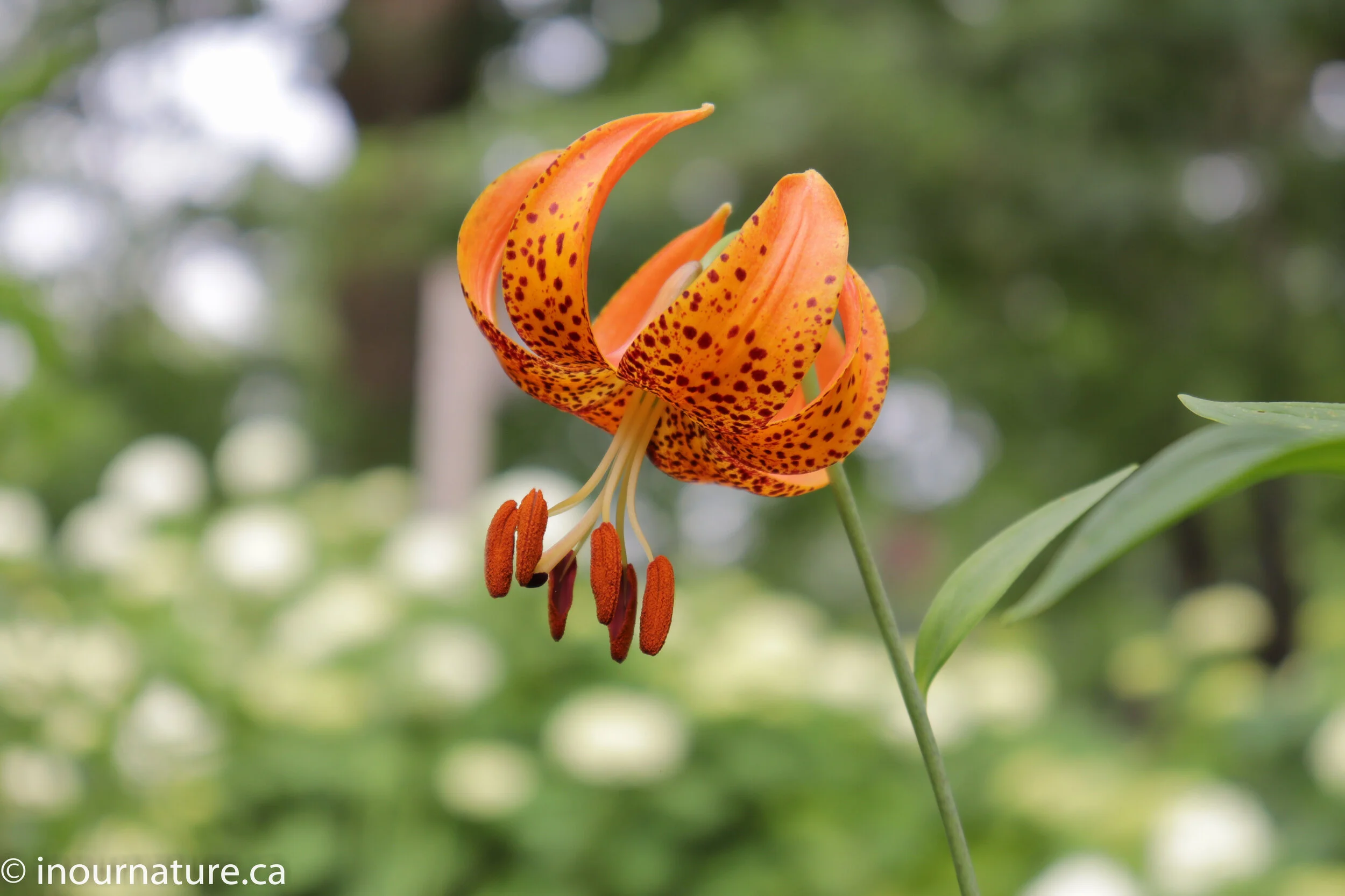 Walnut Tolerant Native Plants In Our Nature — In Our Nature