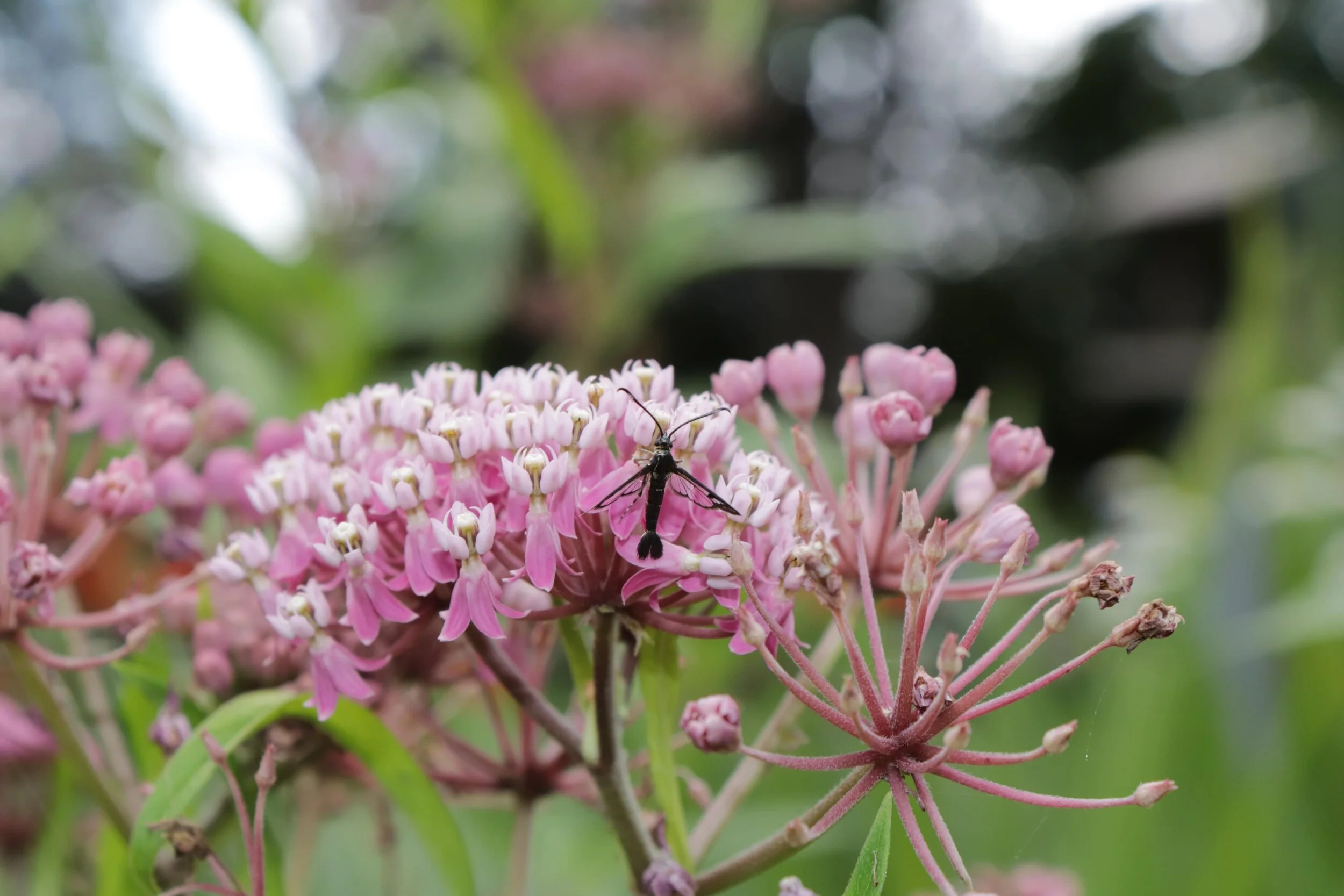 Native Milkweeds for Ontario Gardens In Our Nature — In Our Nature