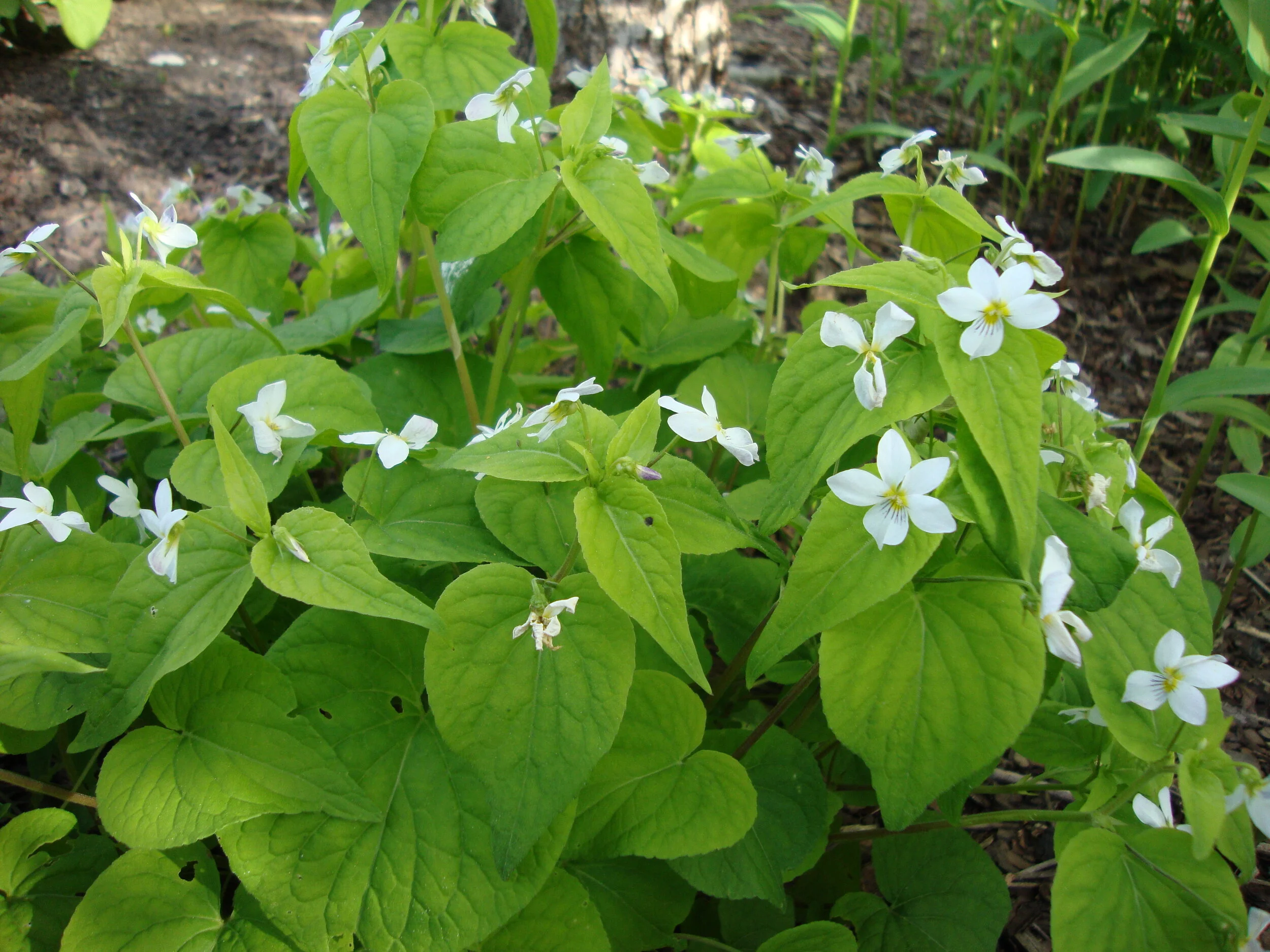 Native Violets — In Our Nature