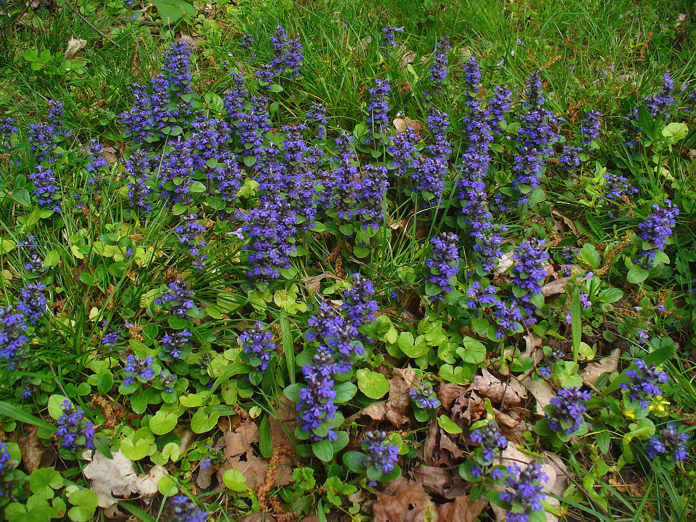 Native Alternatives to Invasive Plants in Ontario — In Our Nature