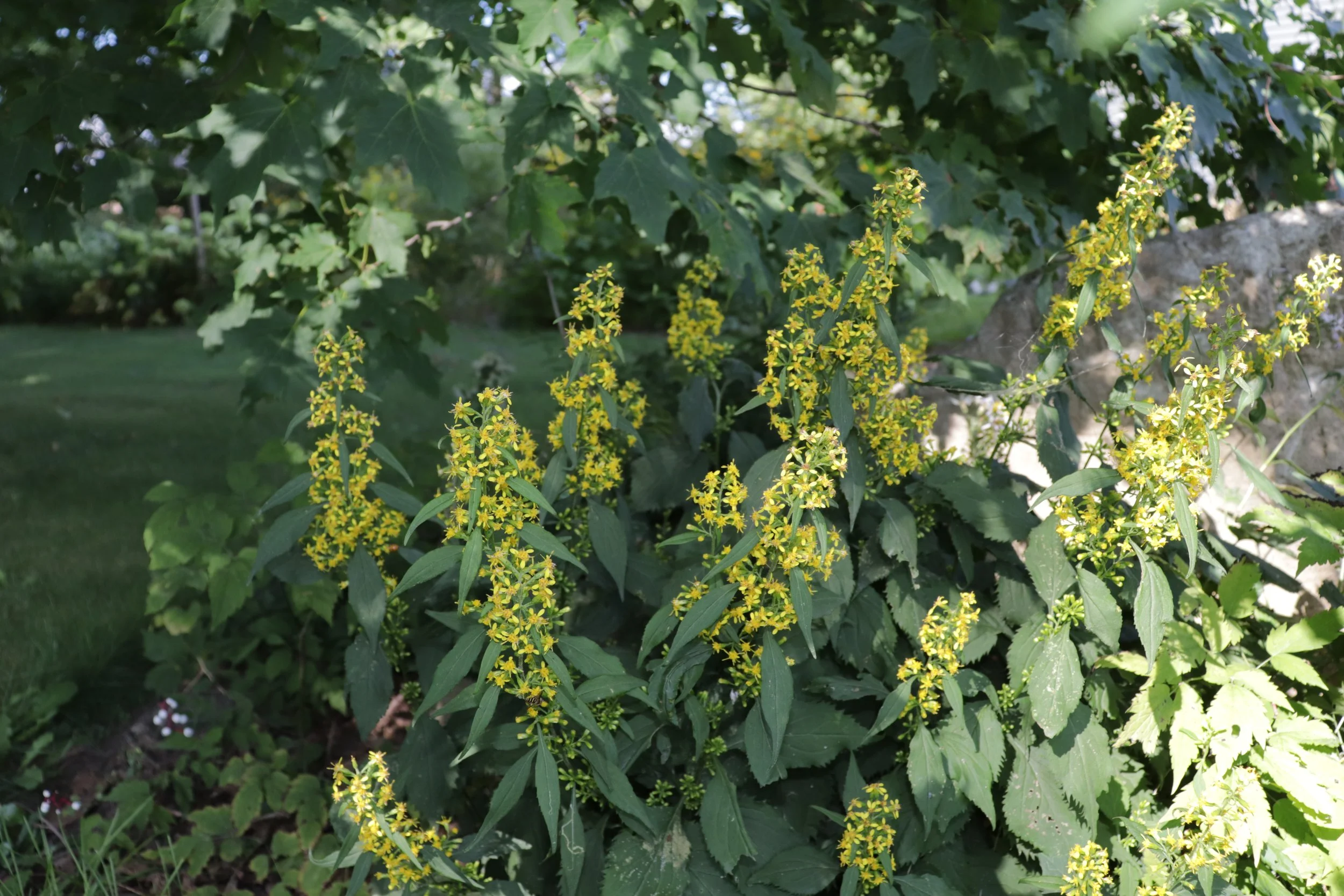 Top Native Goldenrods for Ontario Gardens — In Our Nature