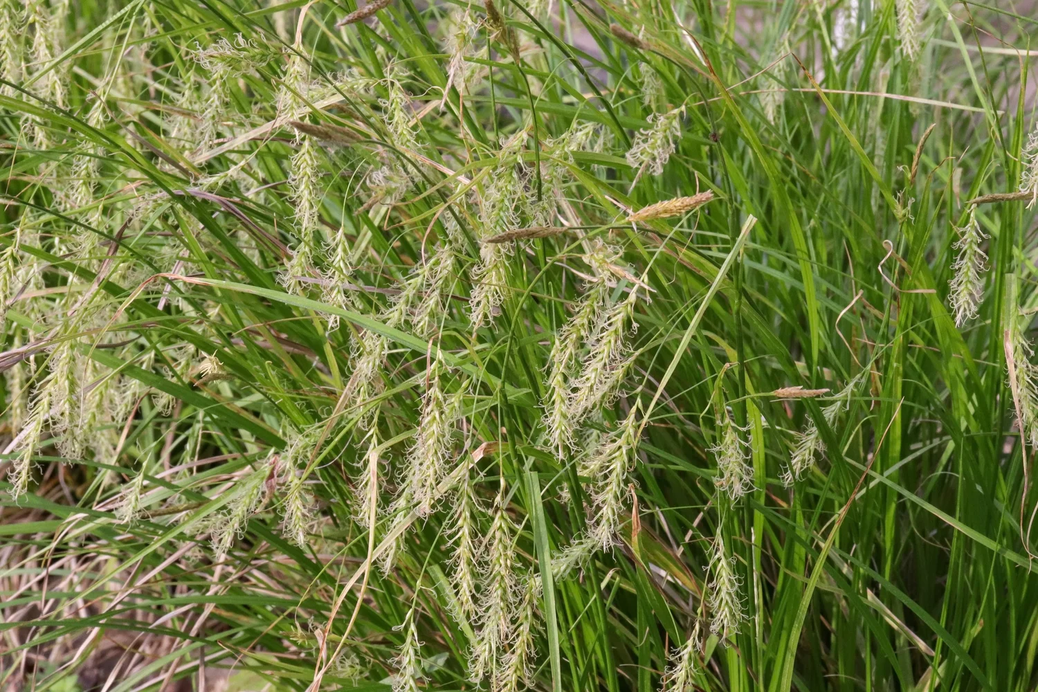 Example Of Sedge