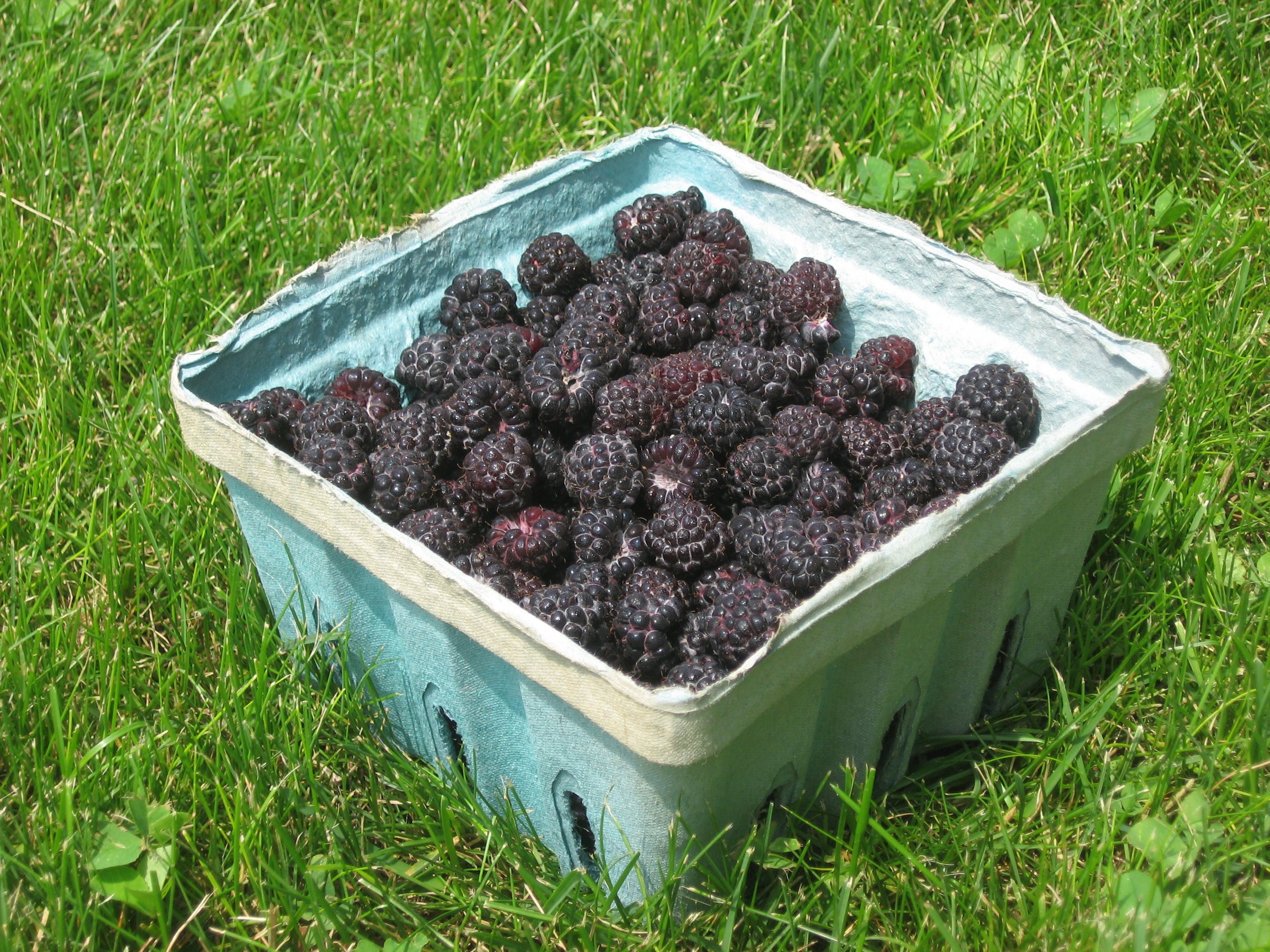 Black_raspberries_in_a_basket,_angled_view.jpg