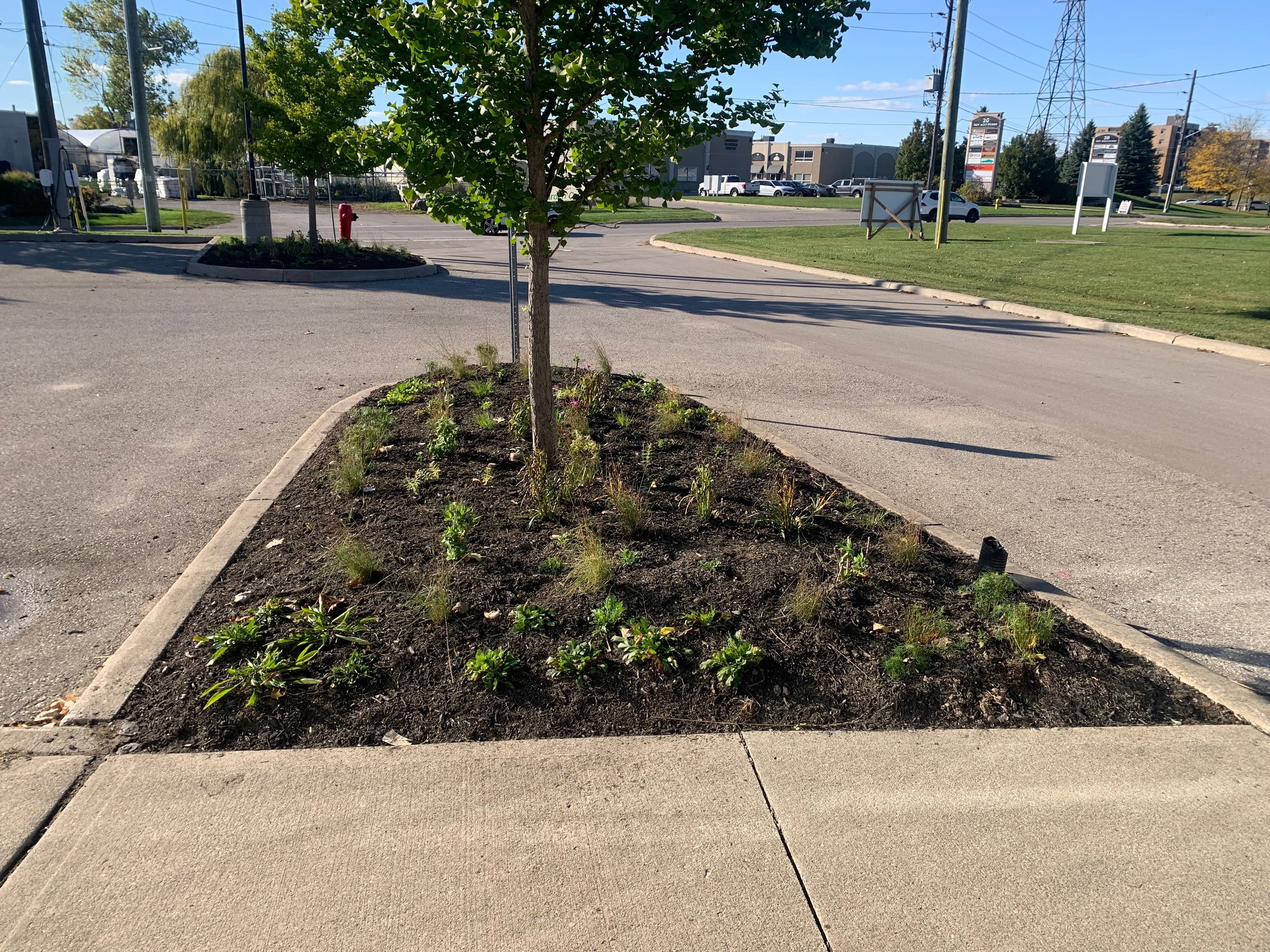 Native boulevard garden in parking lot