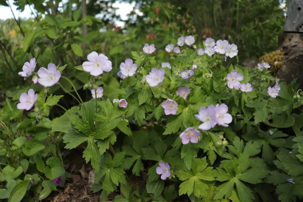 Native Plants for Shade | Ontario — In Our Nature