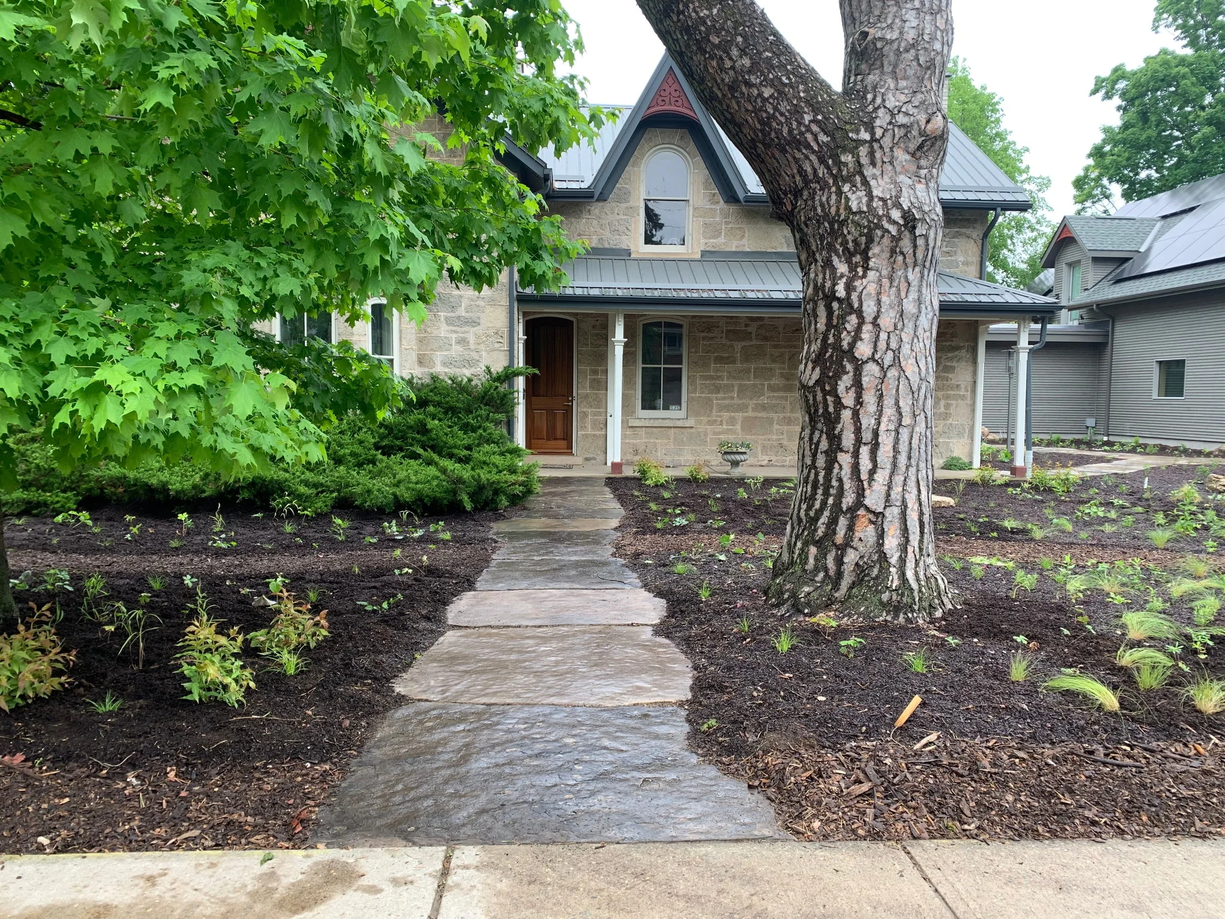 Newly installed native plant garden in front yard