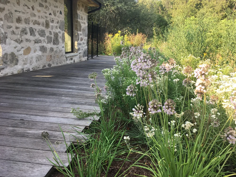 Best Ontario native plants for rock gardens & shallow soil — In Our Nature