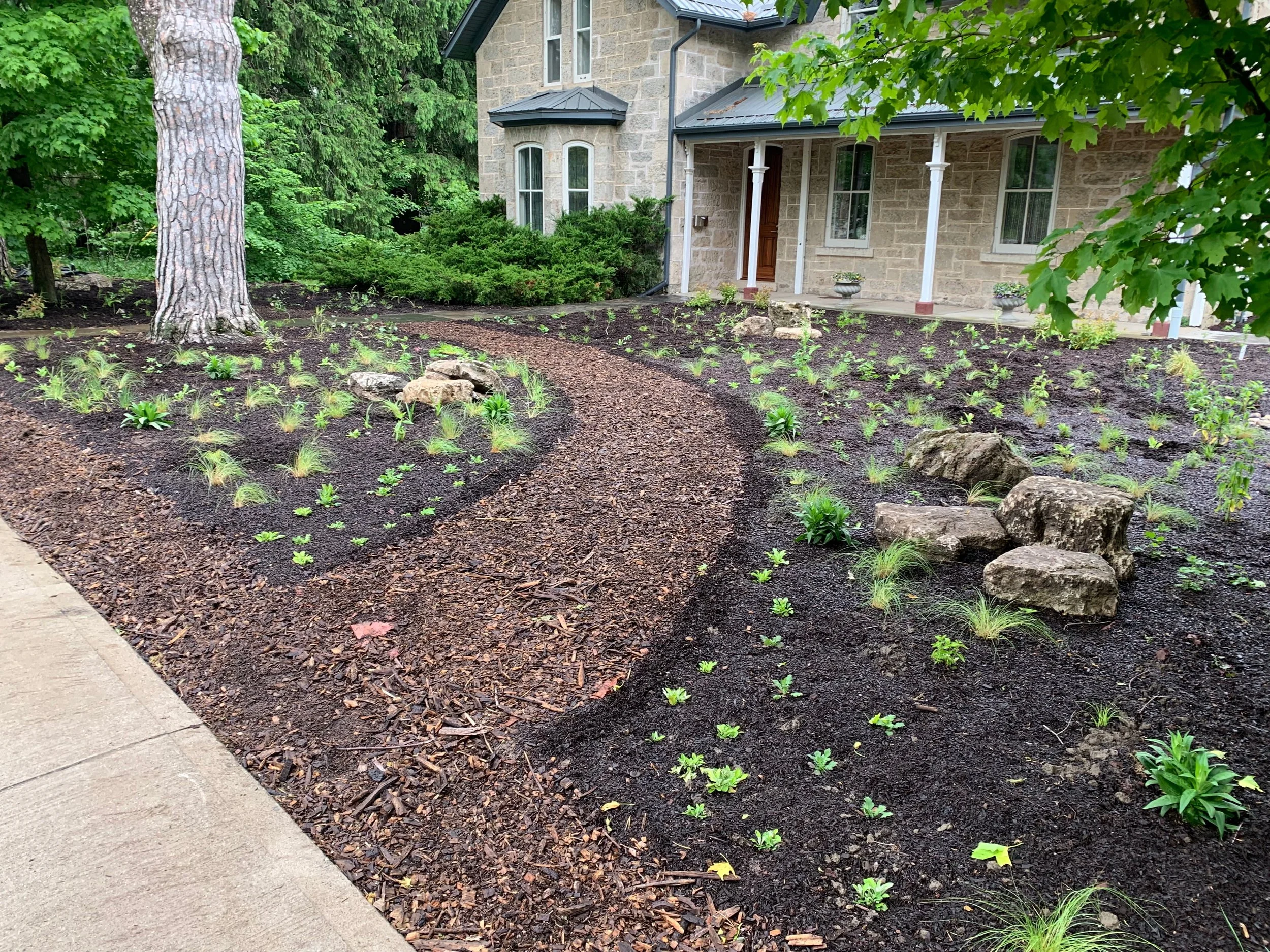 Newly installed native plant garden in front yard