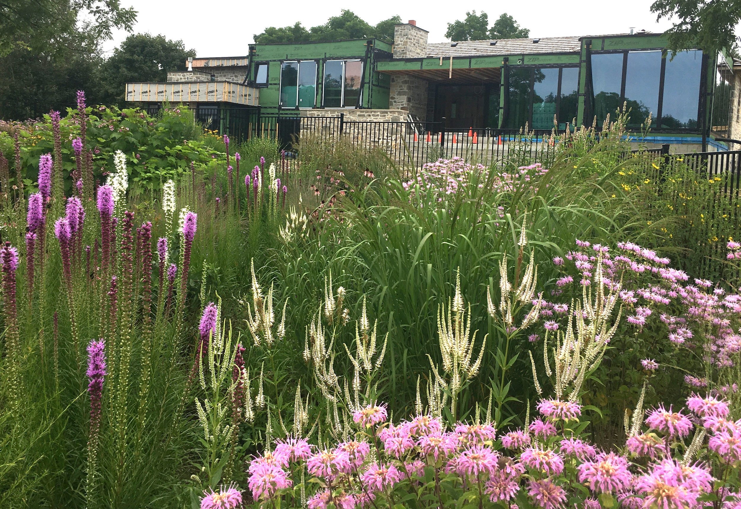 From Failing Lawn to Thriving Prairie Garden