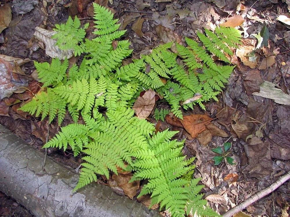Top 12 Native Ferns For Ontario Gardens — In Our Nature