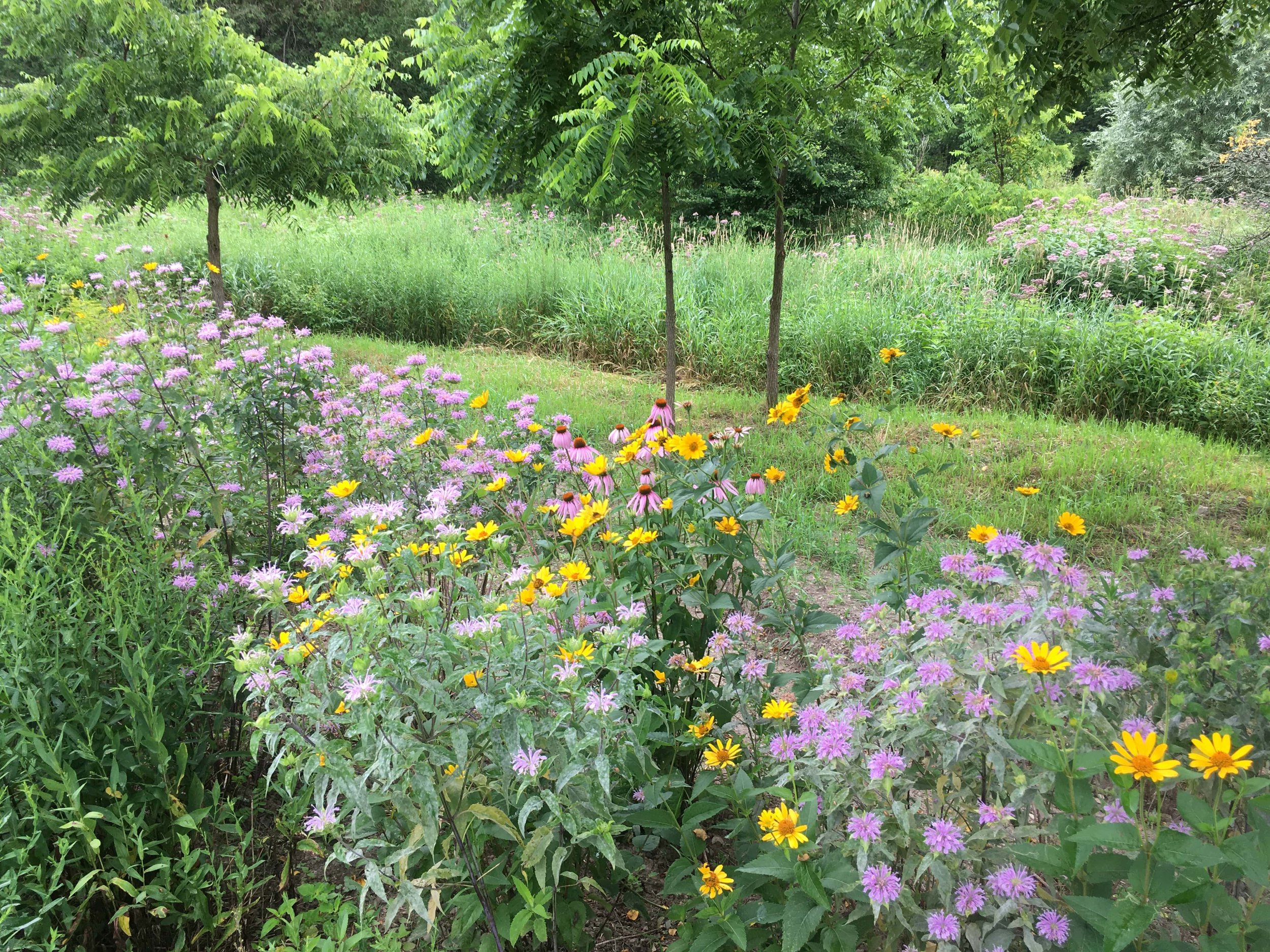 Pollinator garden design ontario