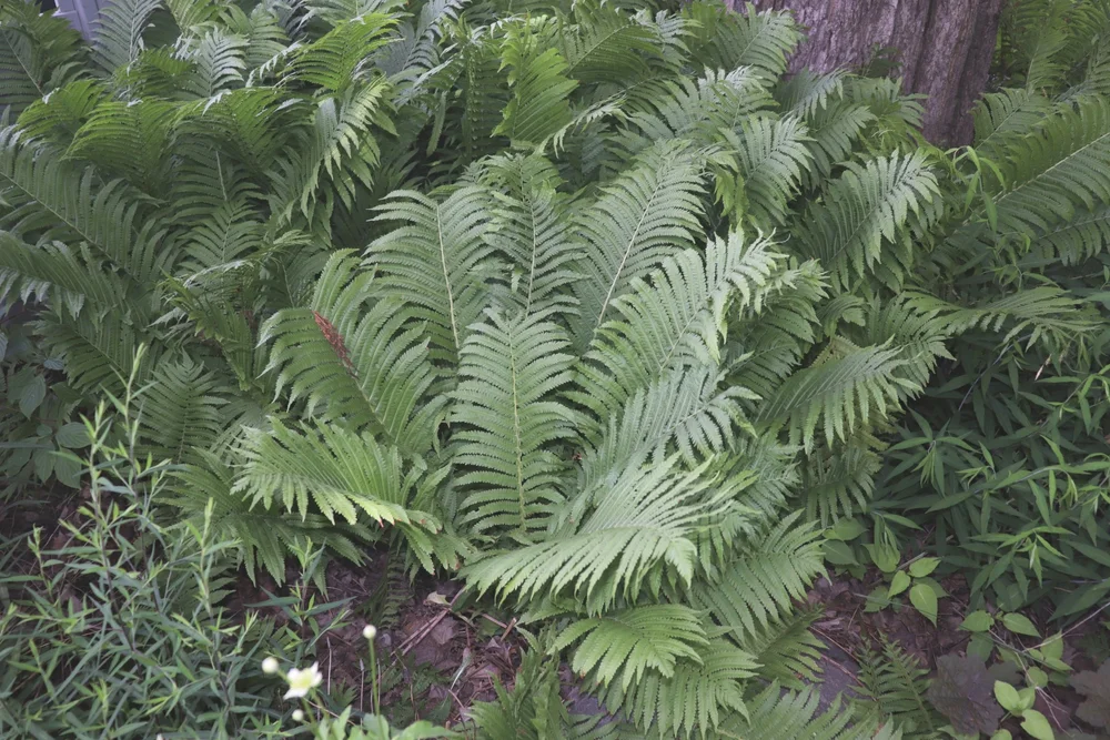 Top 12 Native Ferns For Ontario Gardens — In Our Nature
