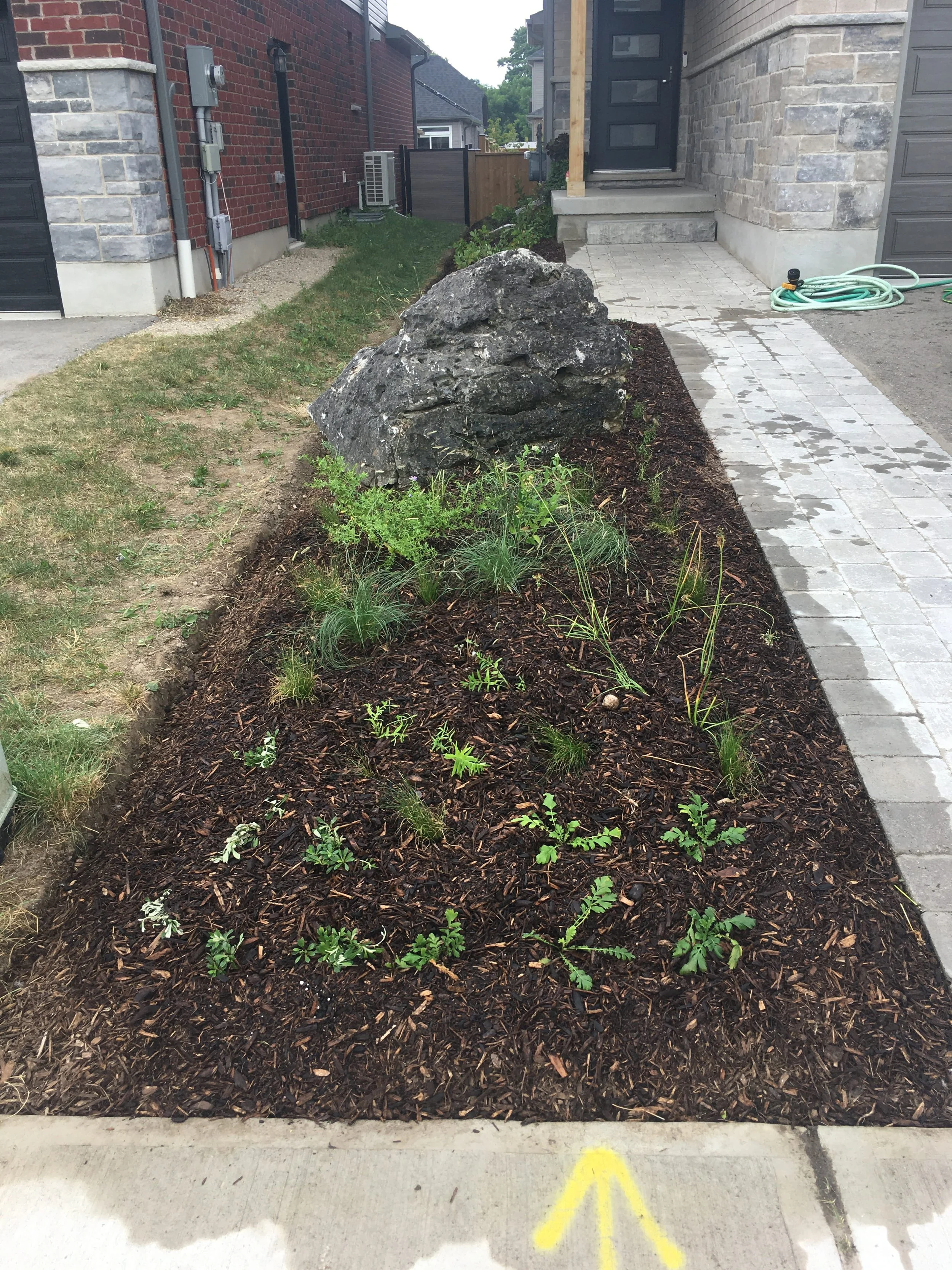 Front Lawn Replacement with Xeric Native Plants
