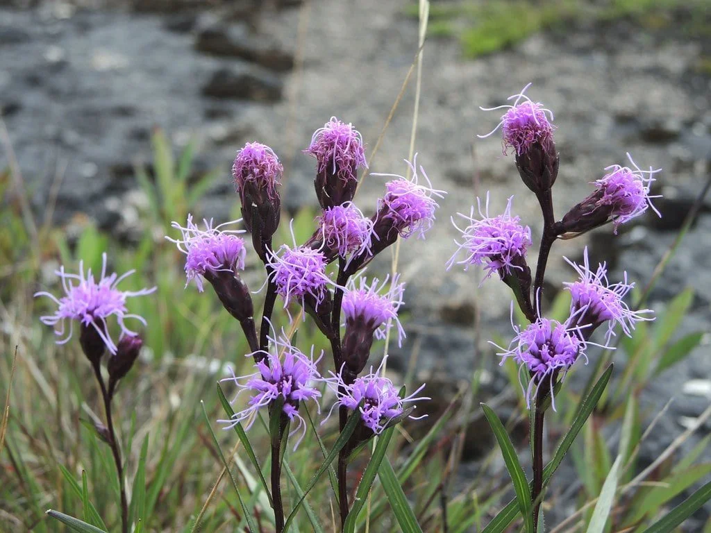 Great Description About Cylindrical Blazing Star
