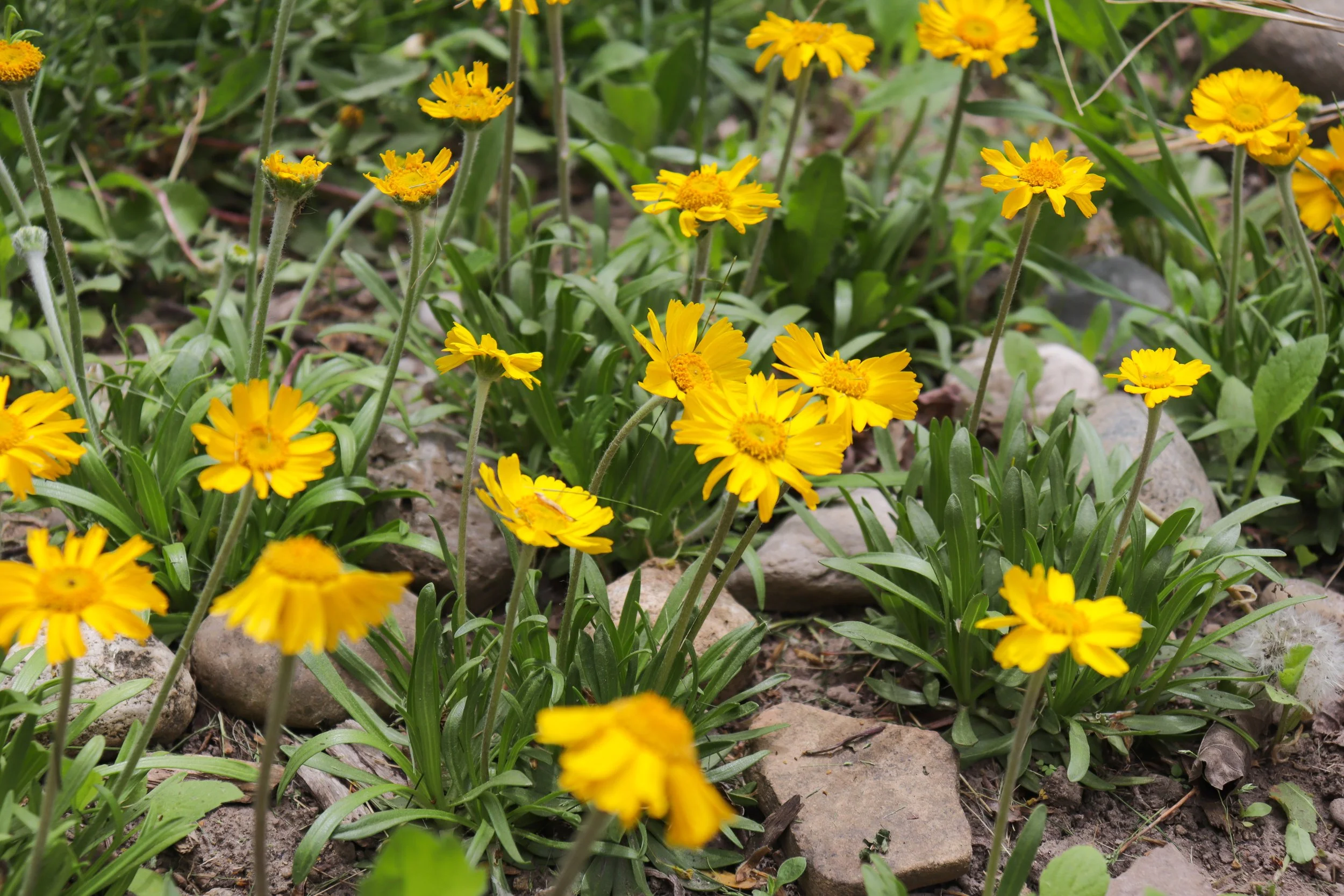 Best Ontario native plants for rock gardens & shallow soil — In Our Nature