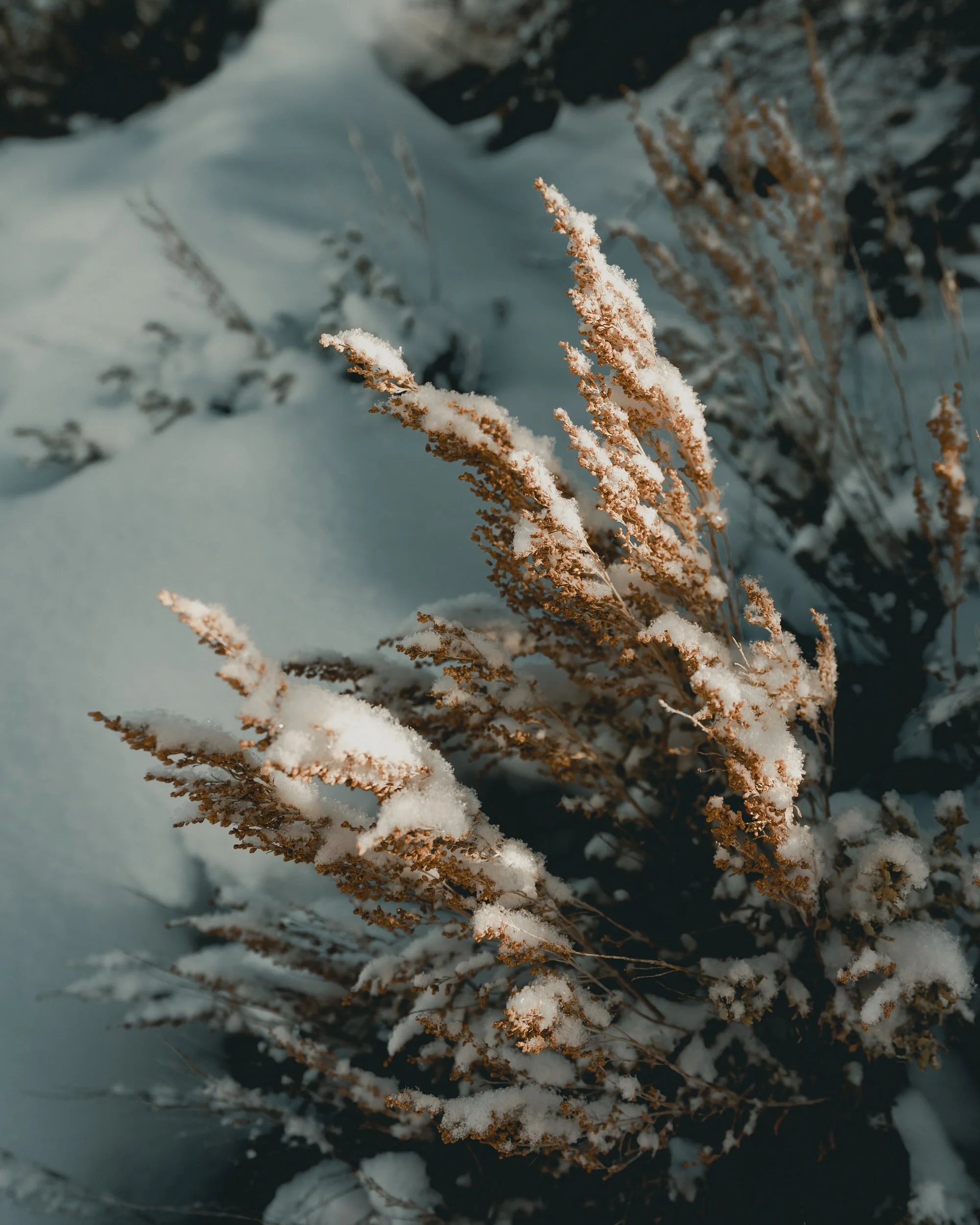 Persevering in the Faith: A Sermon for Proper 24