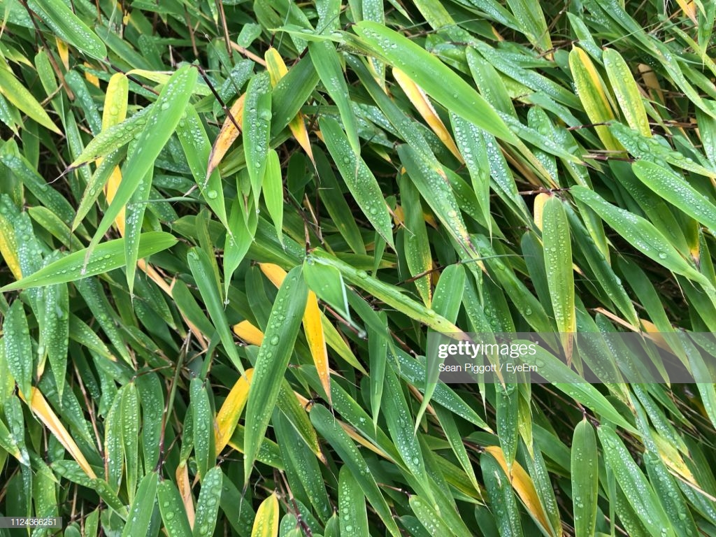 bamboo.jpg