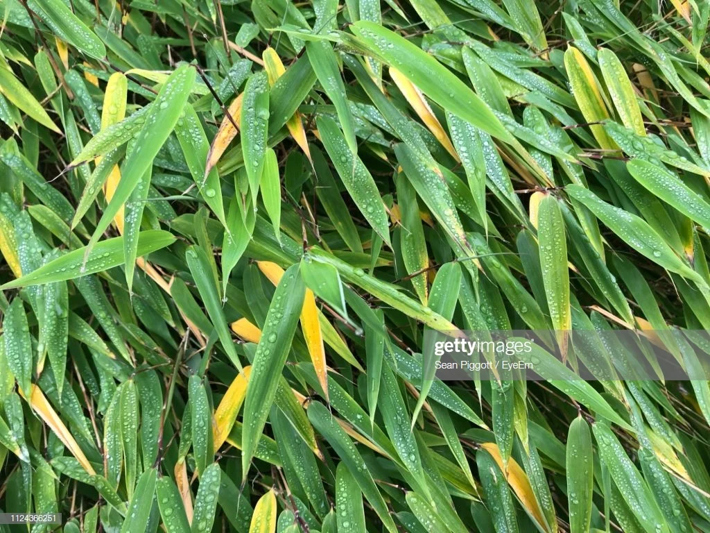 bamboo.jpg