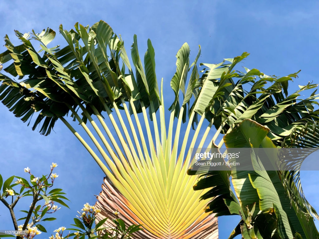 travellers palm.jpg
