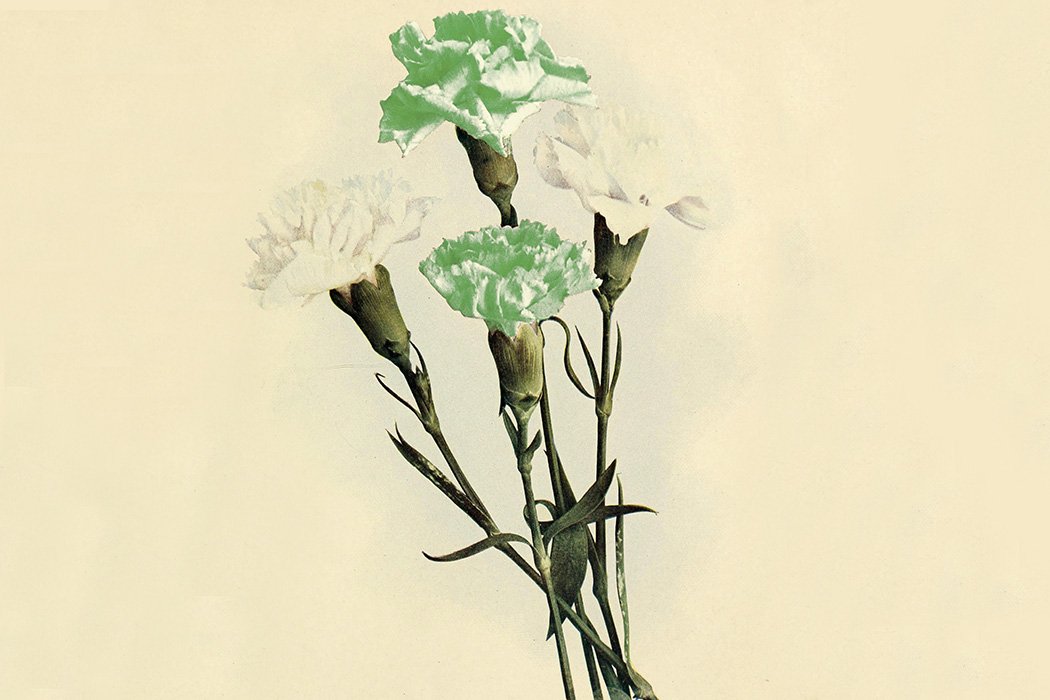 four_flowering_plants_that_have_been_decidedly_queered_5_1050x700.jpeg