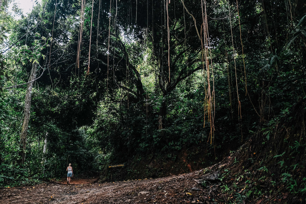 Monterverde forest.jpg