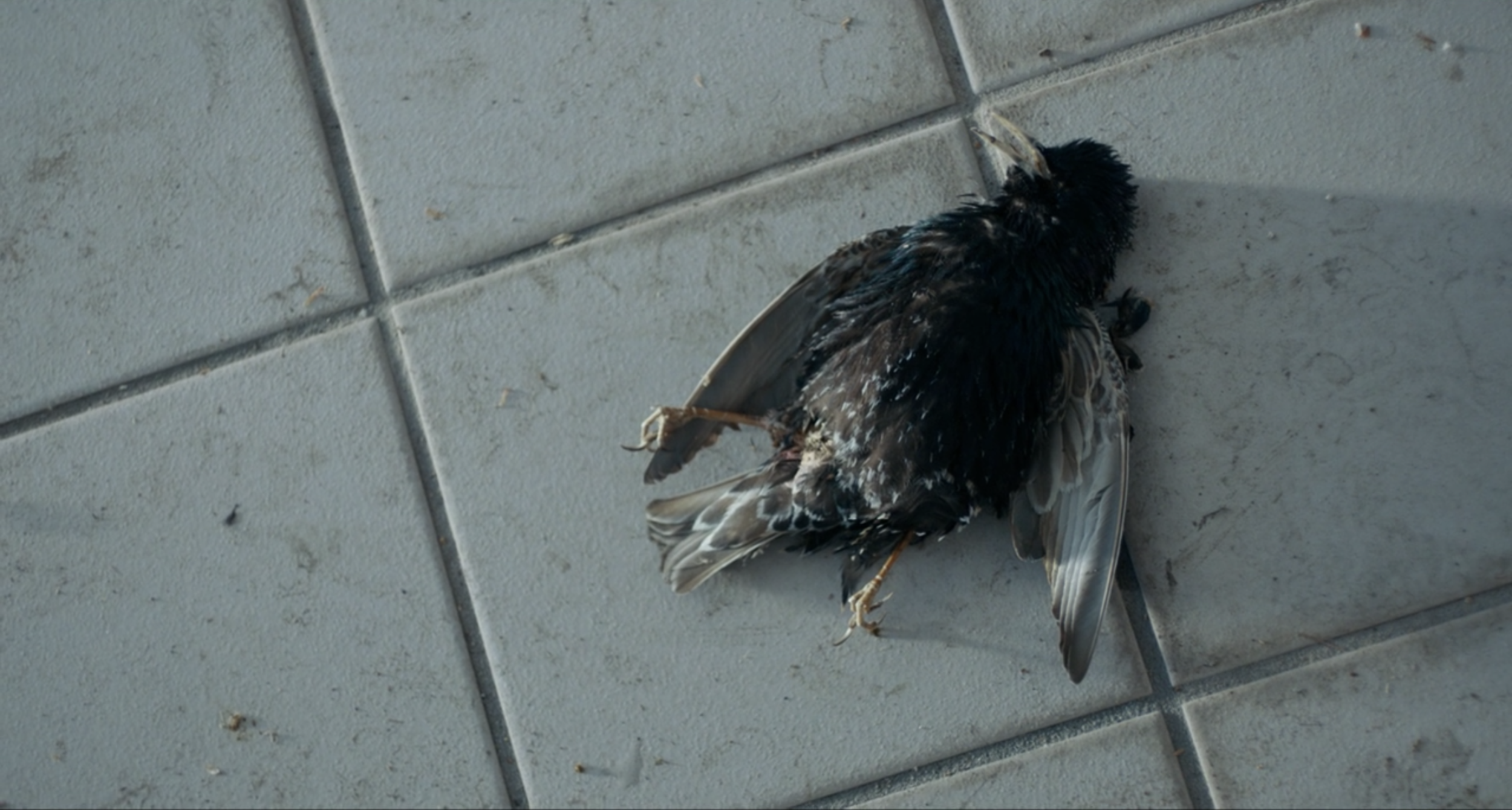 Screen Shot 2020-06-15 at 2.02.10 PM.png