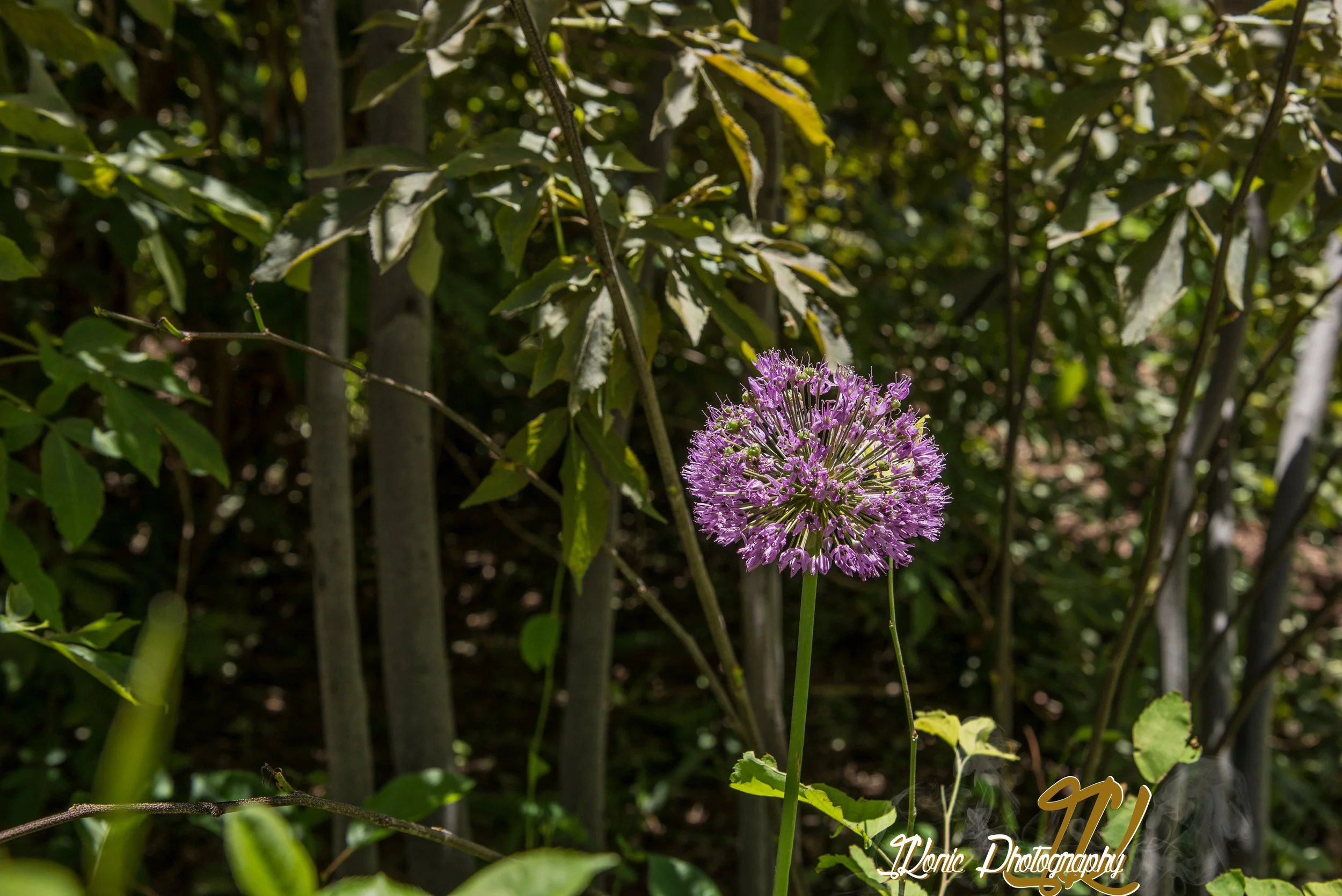 DSC_0251.JPG