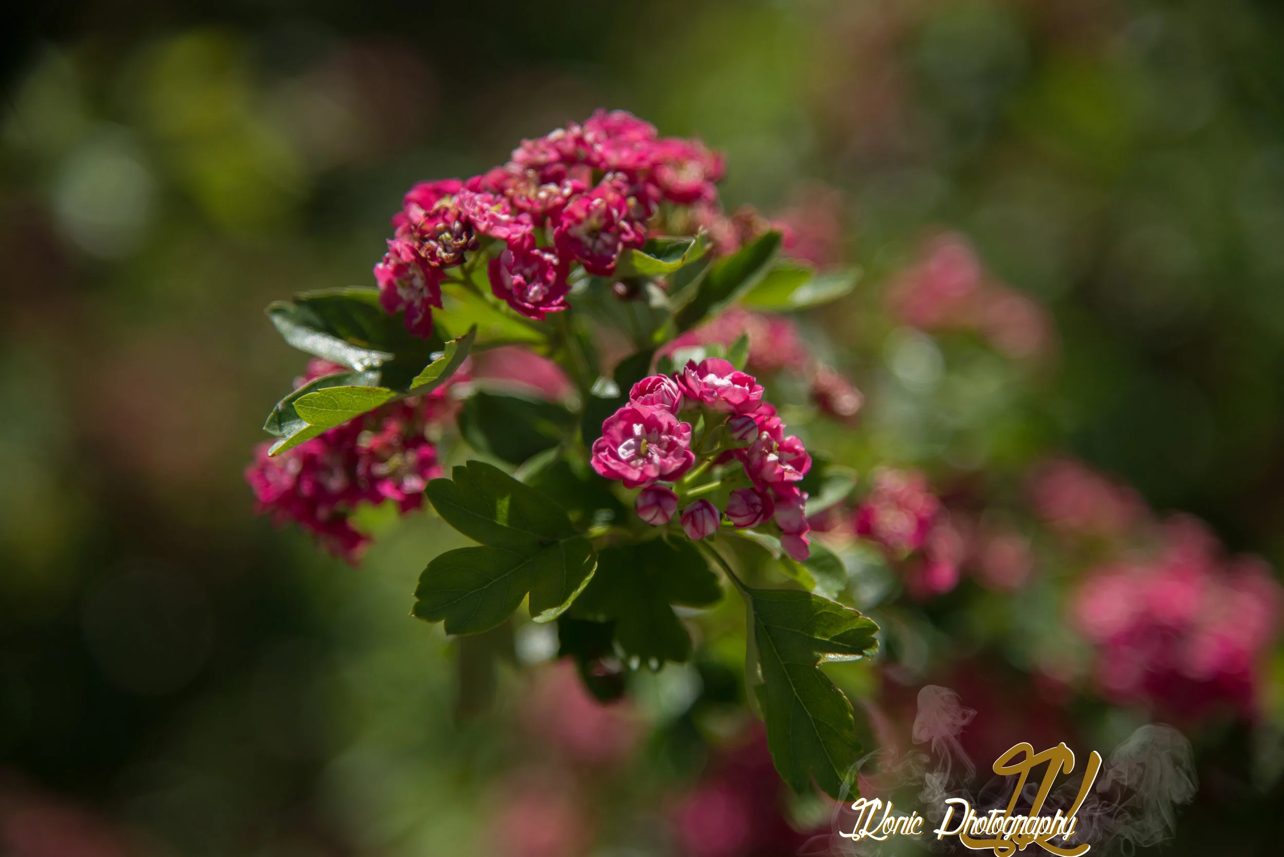 DSC_0255.JPG