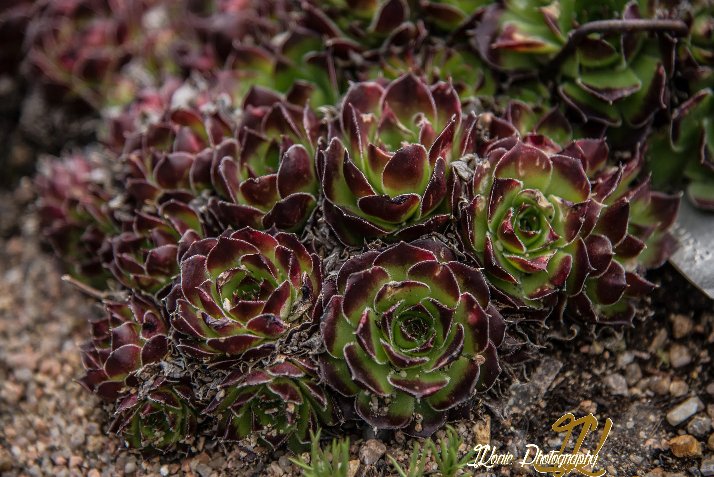 DSC_0301.JPG