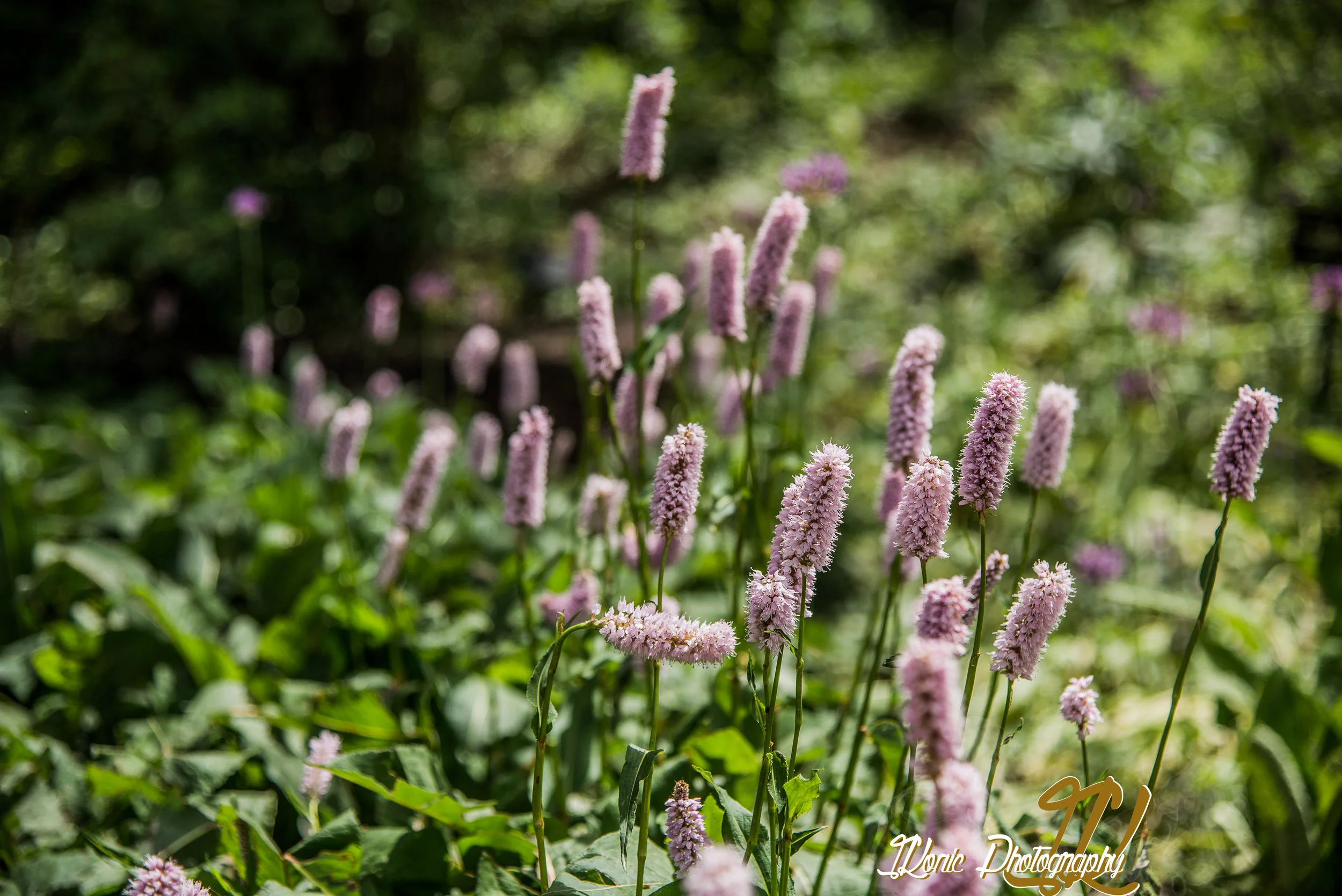 DSC_0296.JPG