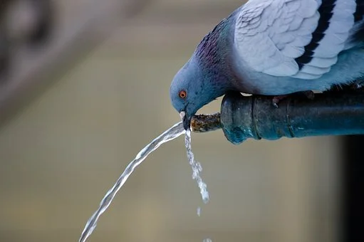 The consequences of a slight dehydration