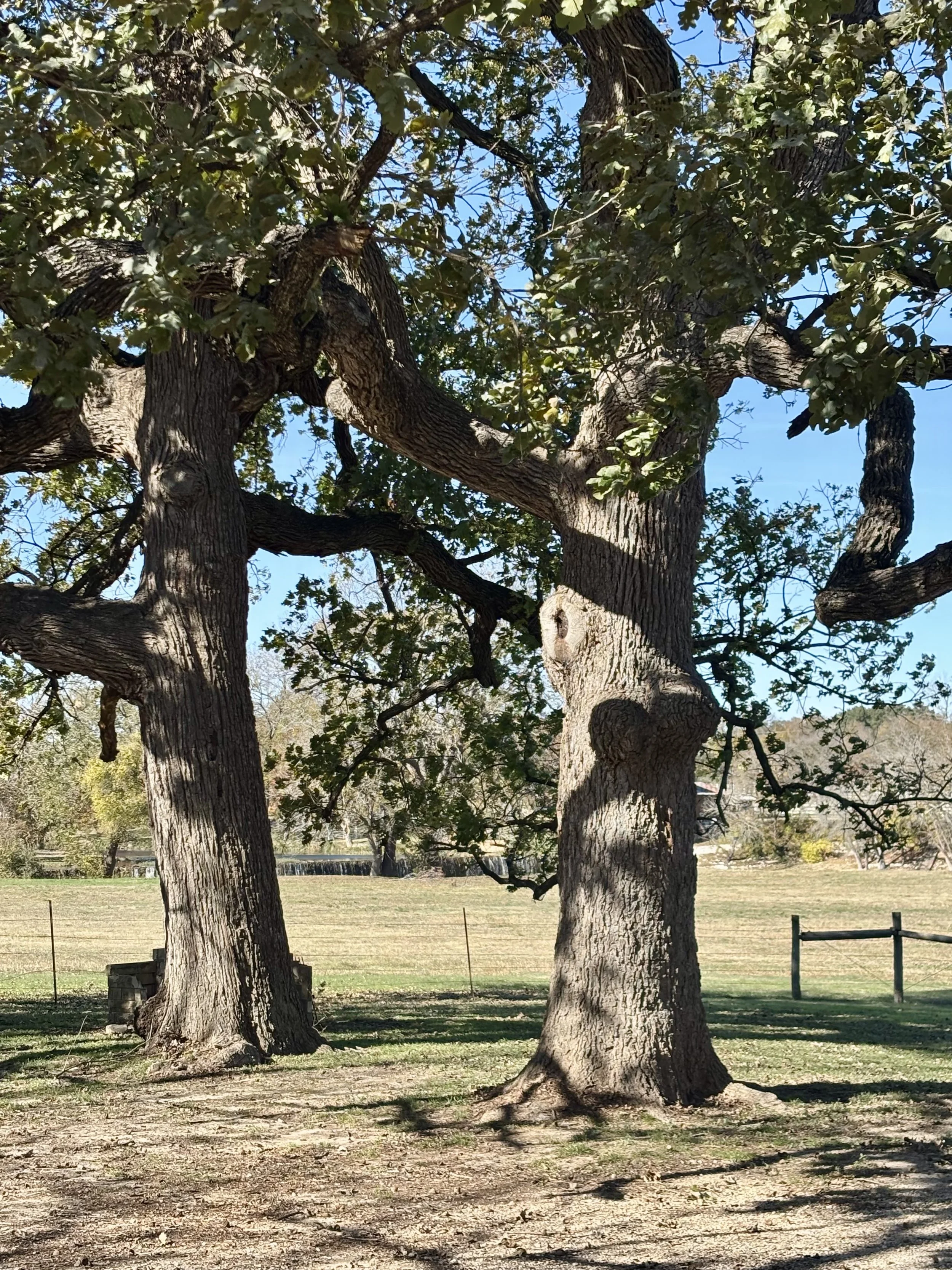 HD Live Oaks to the side.jpeg