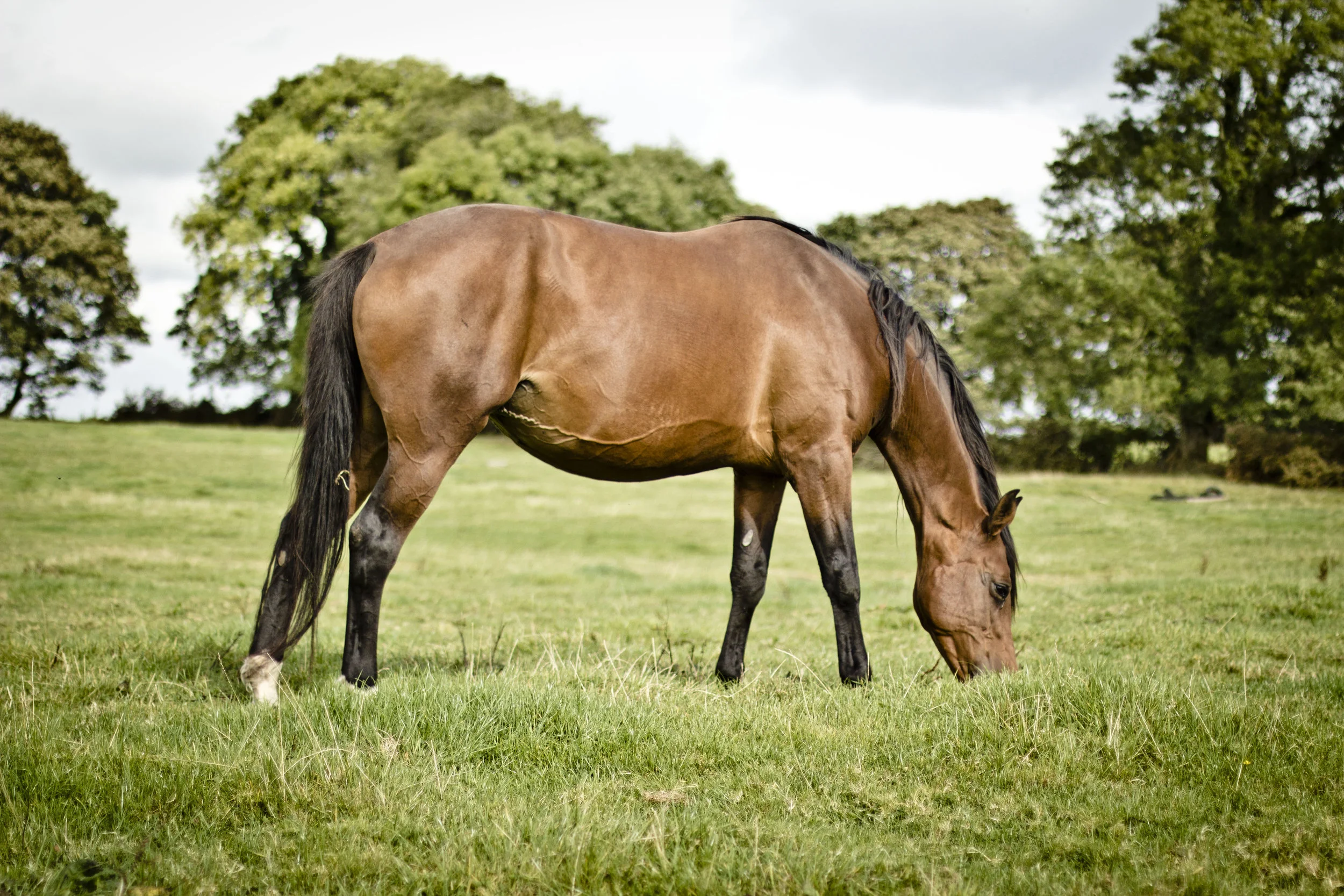 Quarryfield Horses_1.jpg