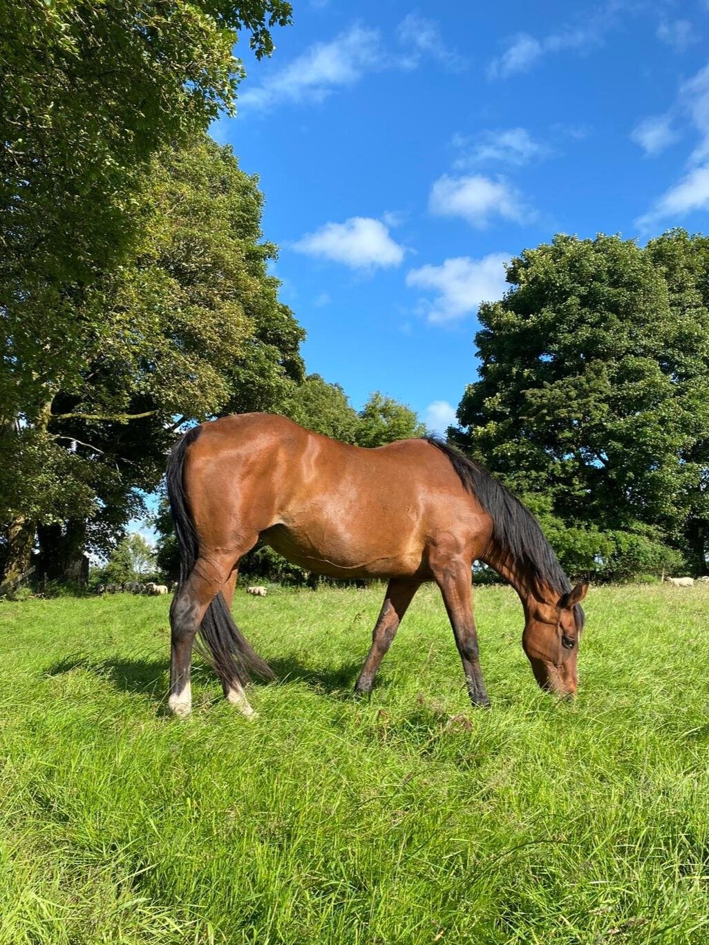 Mirette Du Bosquetiau (Quarryfield - July 2020 - Age 24)
