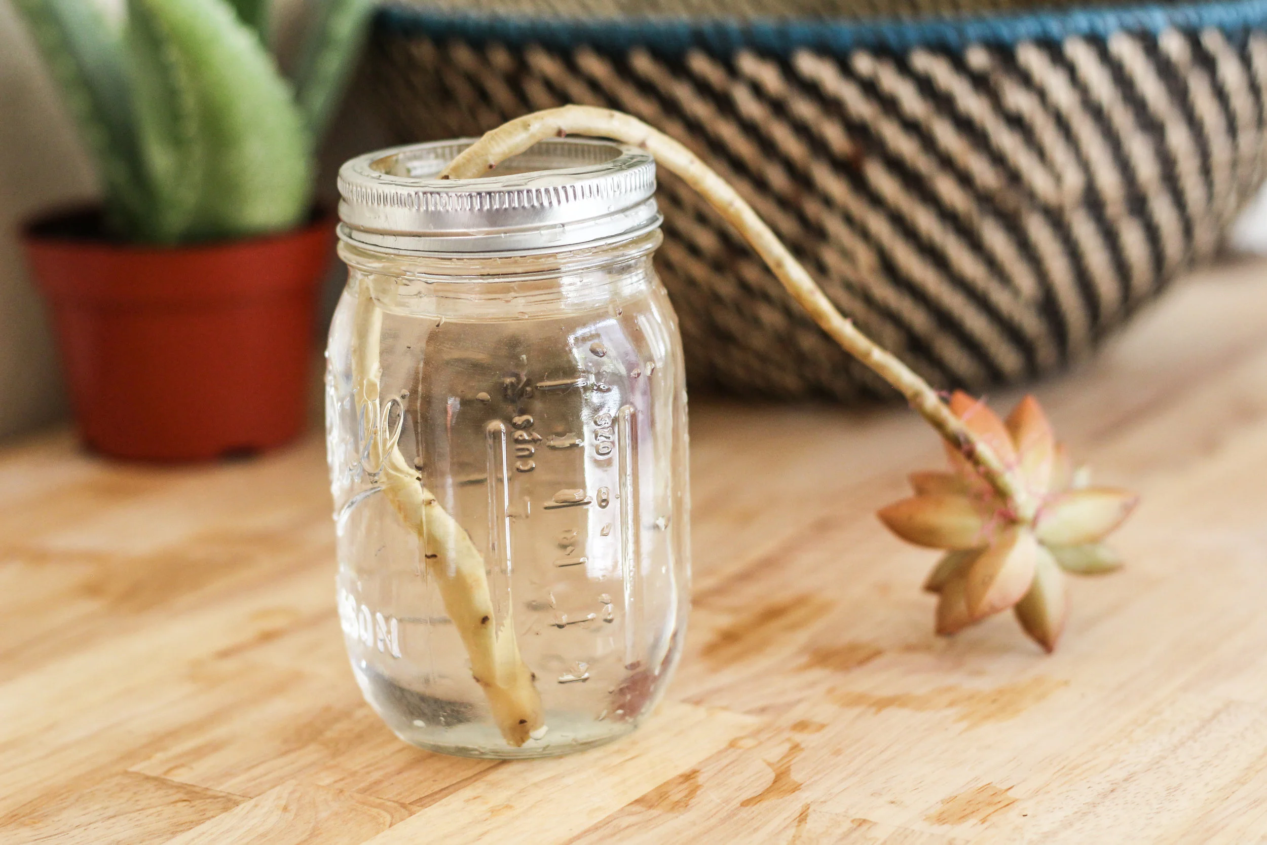 Water Propagation 101 — OK, I'll Give You My Opinion!